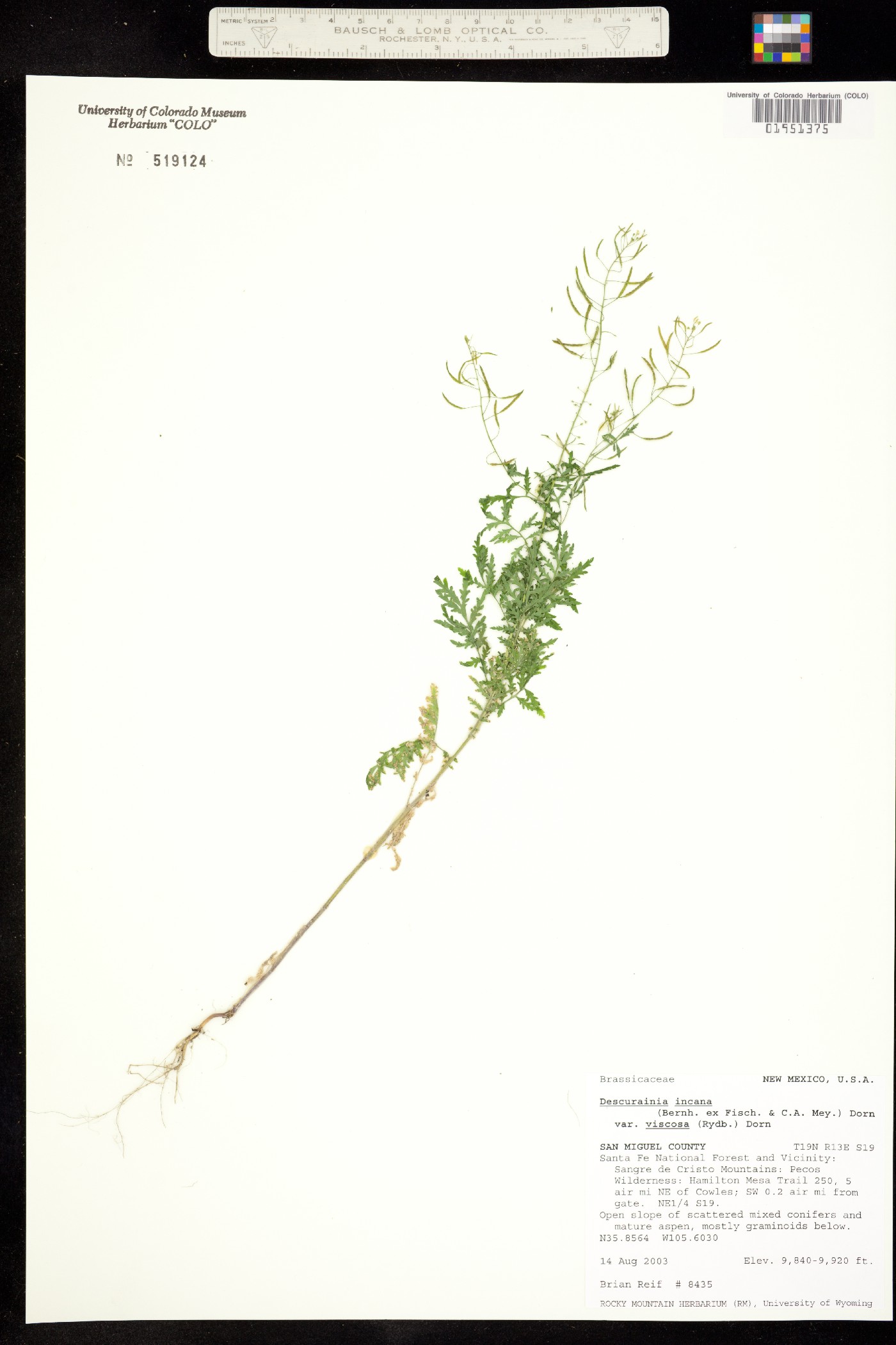 Descurainia image