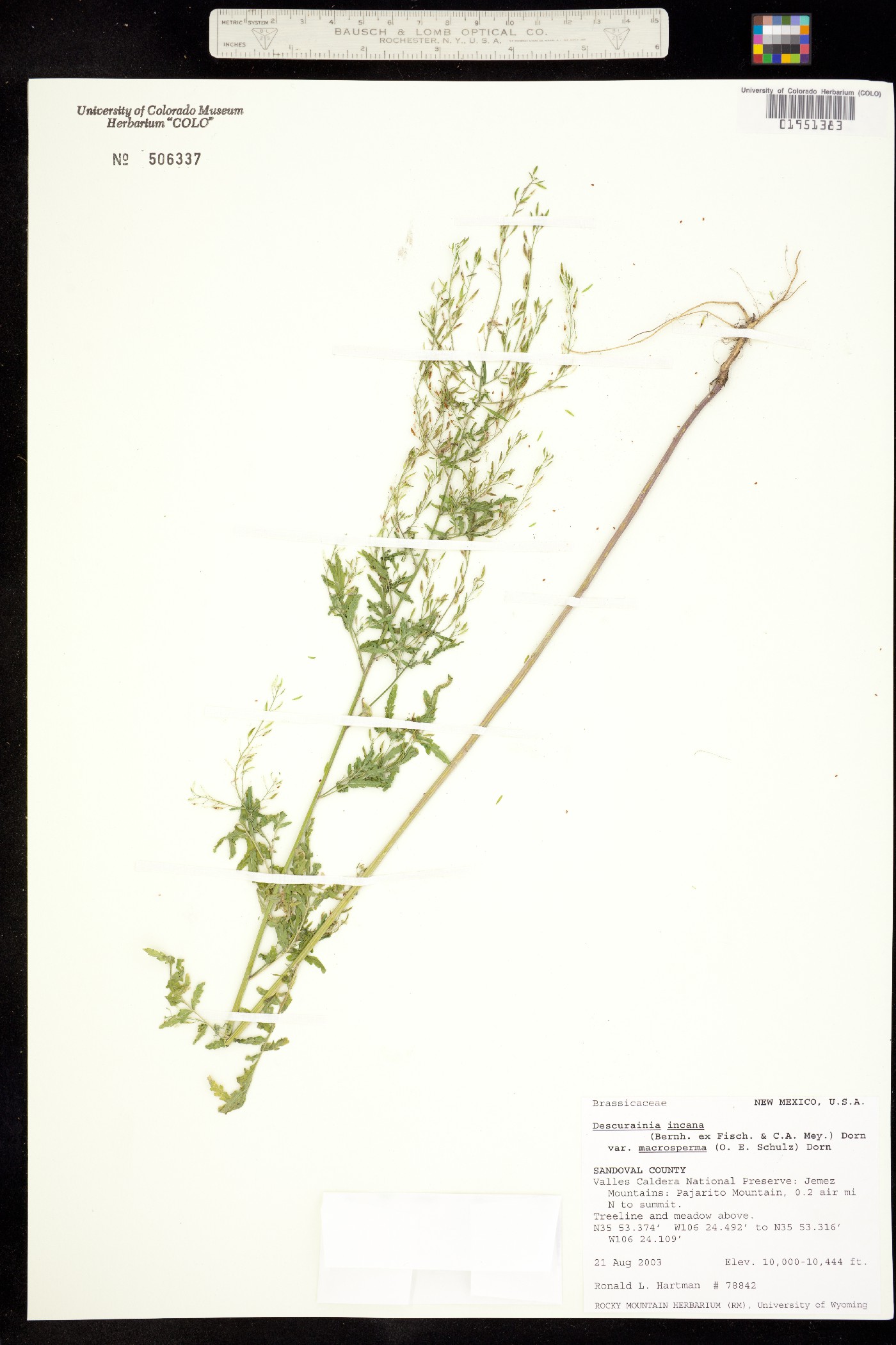 Descurainia incana image