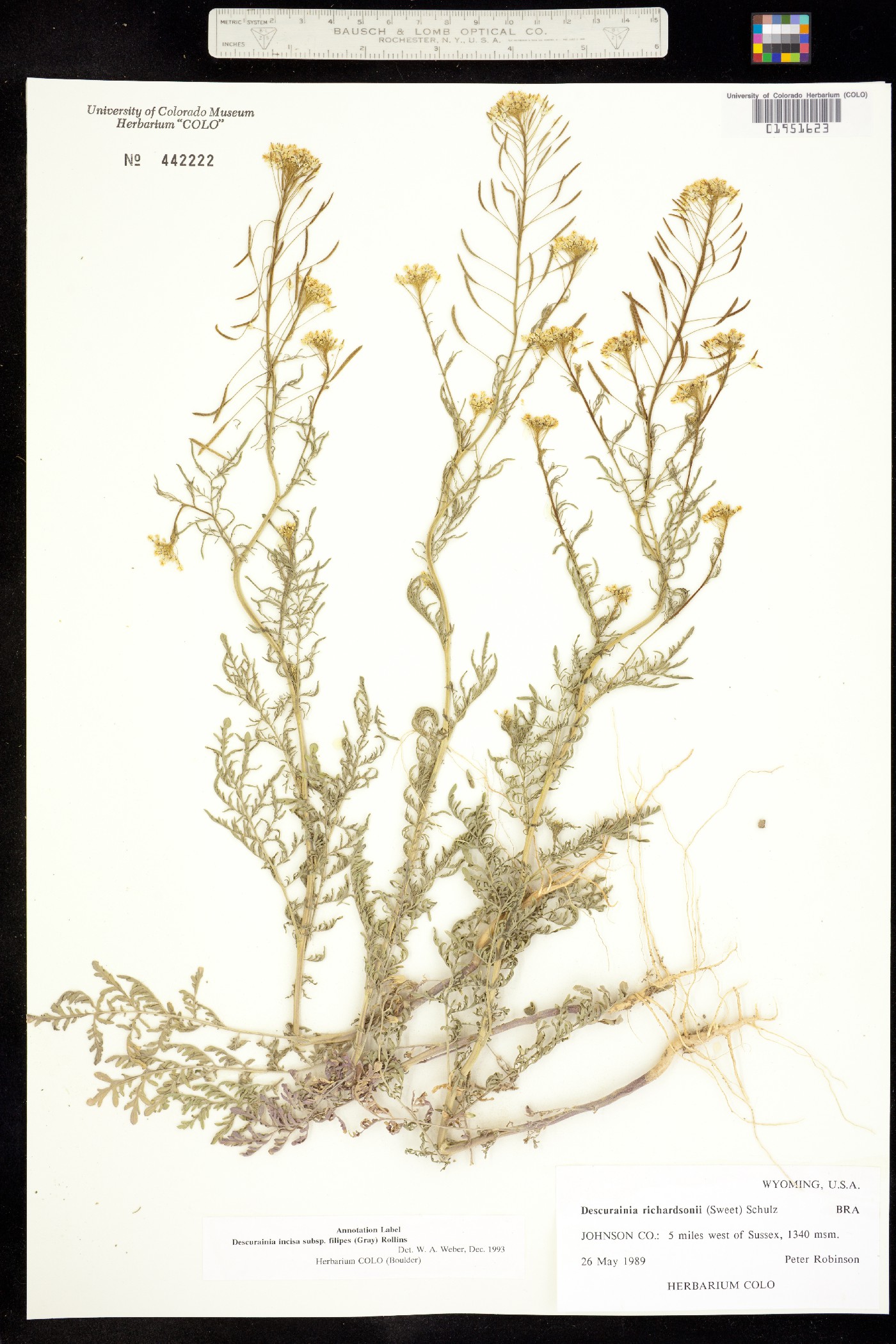 Descurainia longepedicellata image