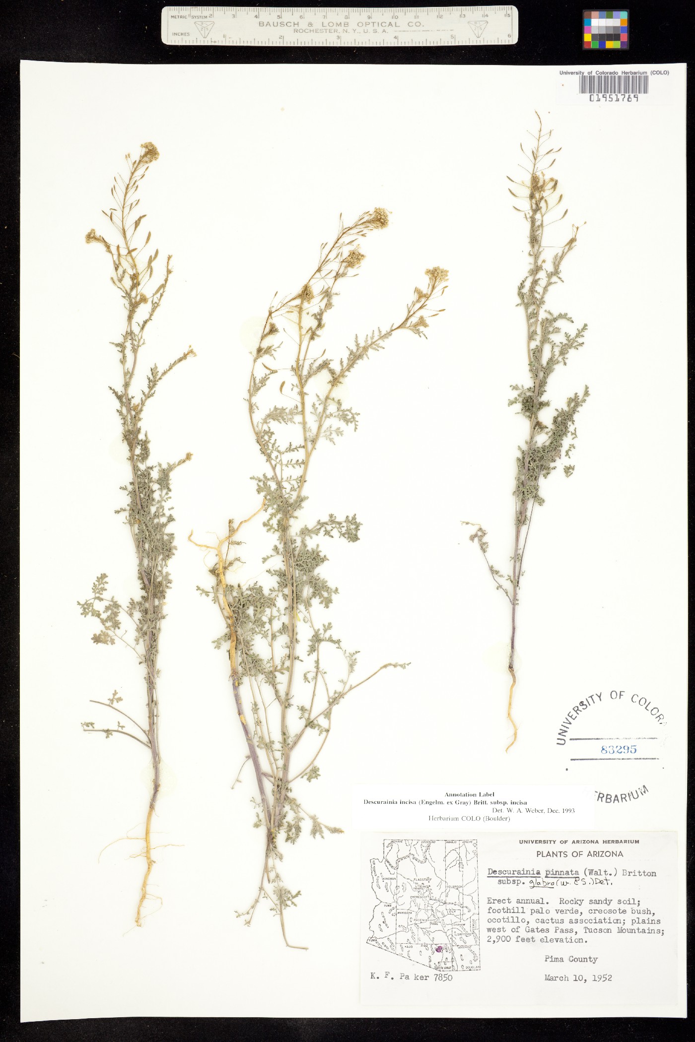 Descurainia incisa ssp. incisa image