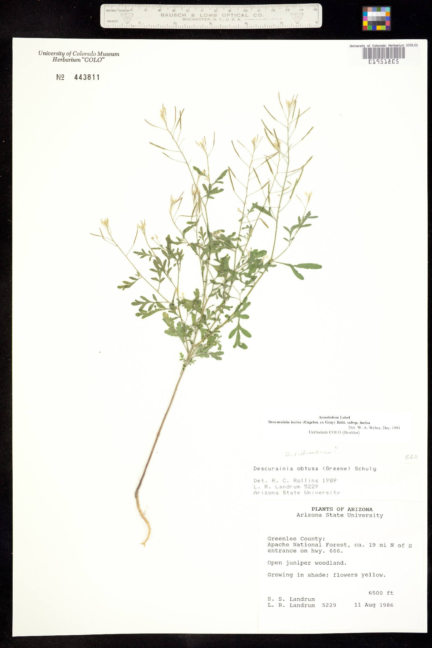 Descurainia incisa ssp. incisa image