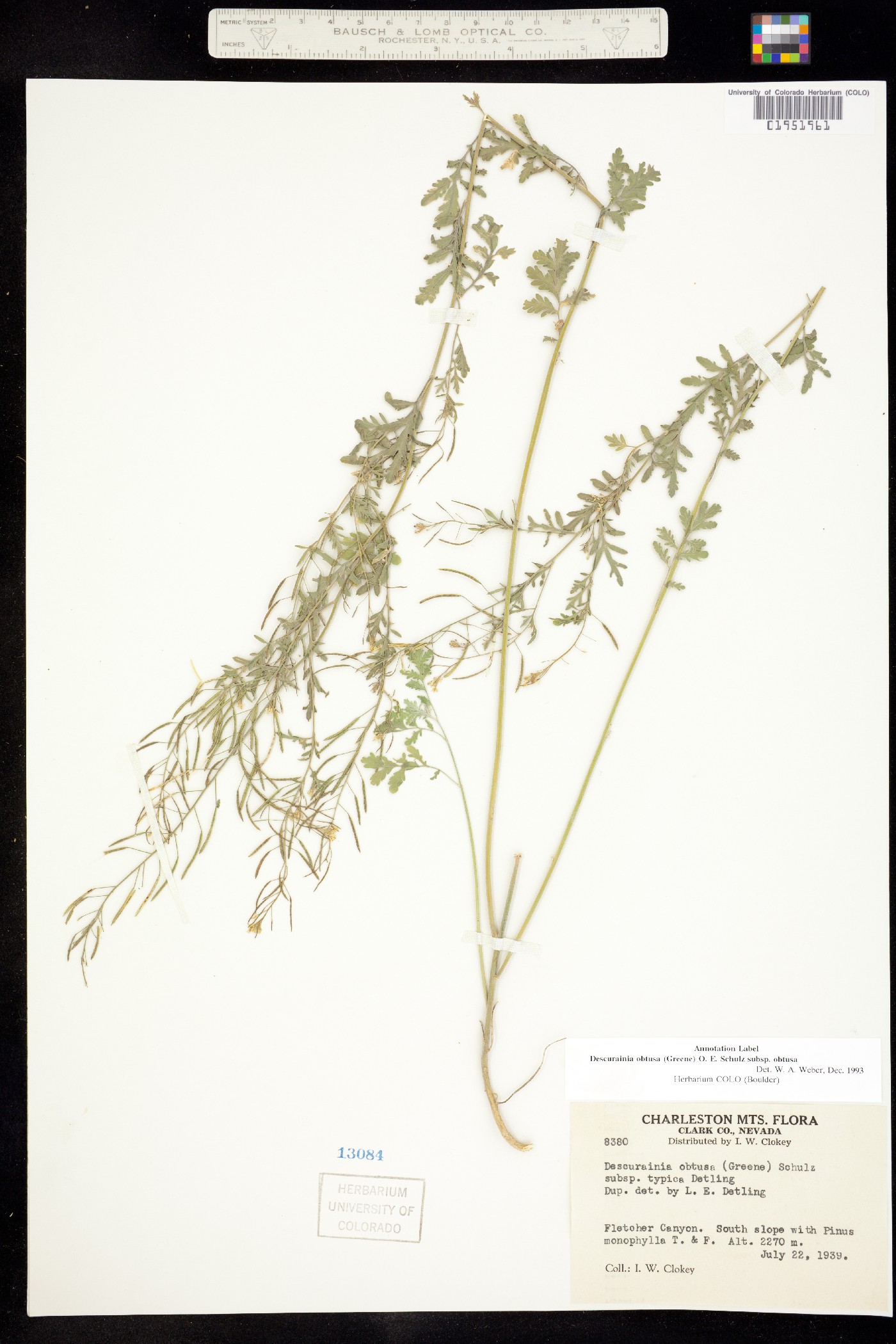 Descurainia obtusa image