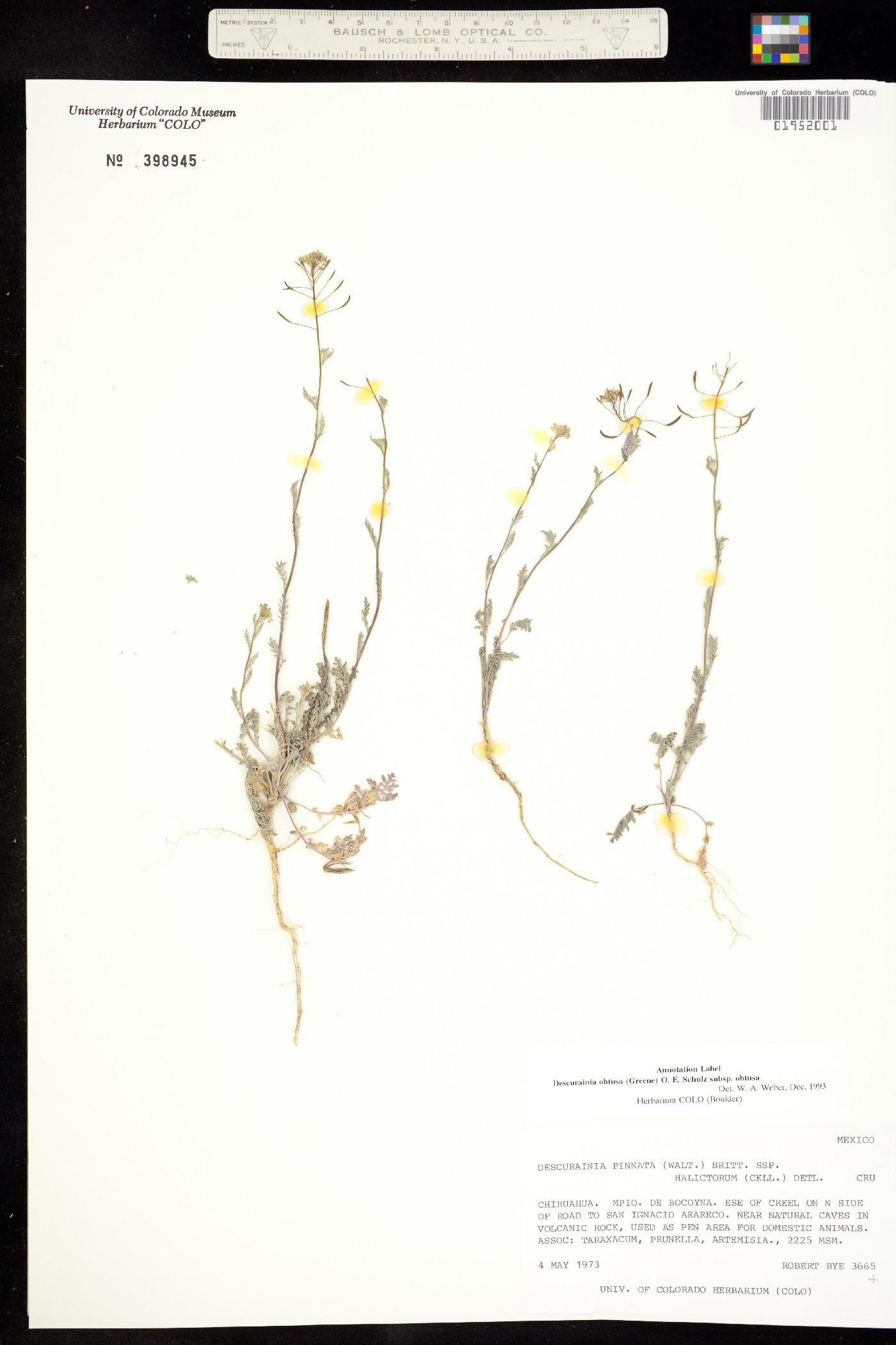 Descurainia obtusa image