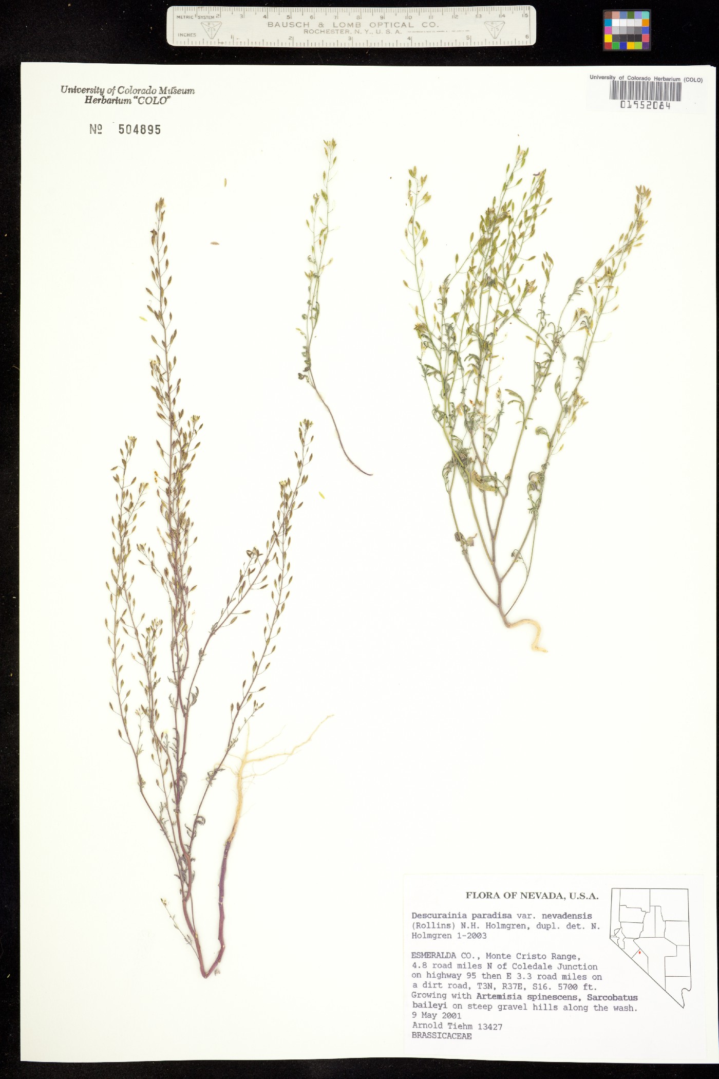 Descurainia paradisa image