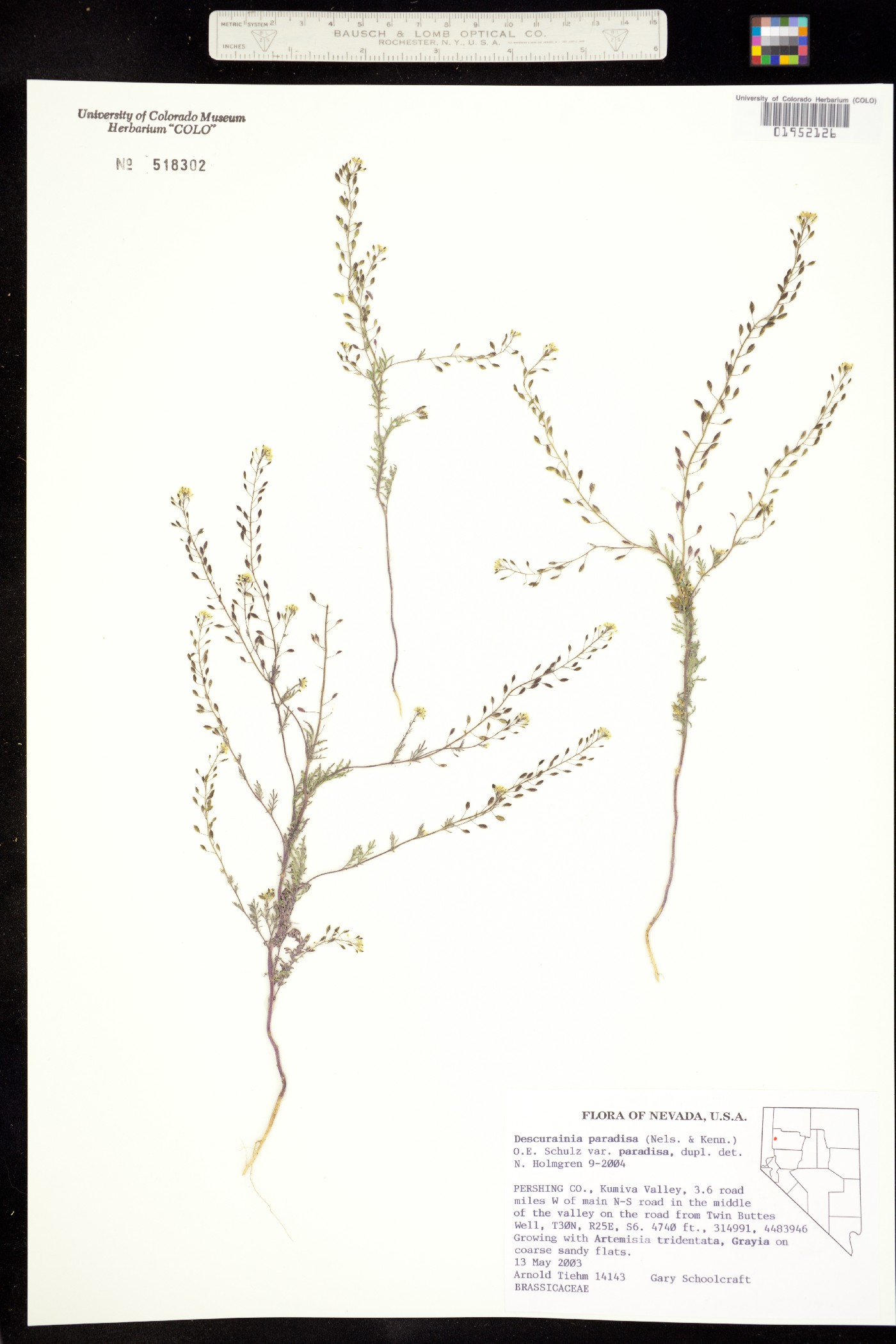 Descurainia paradisa image