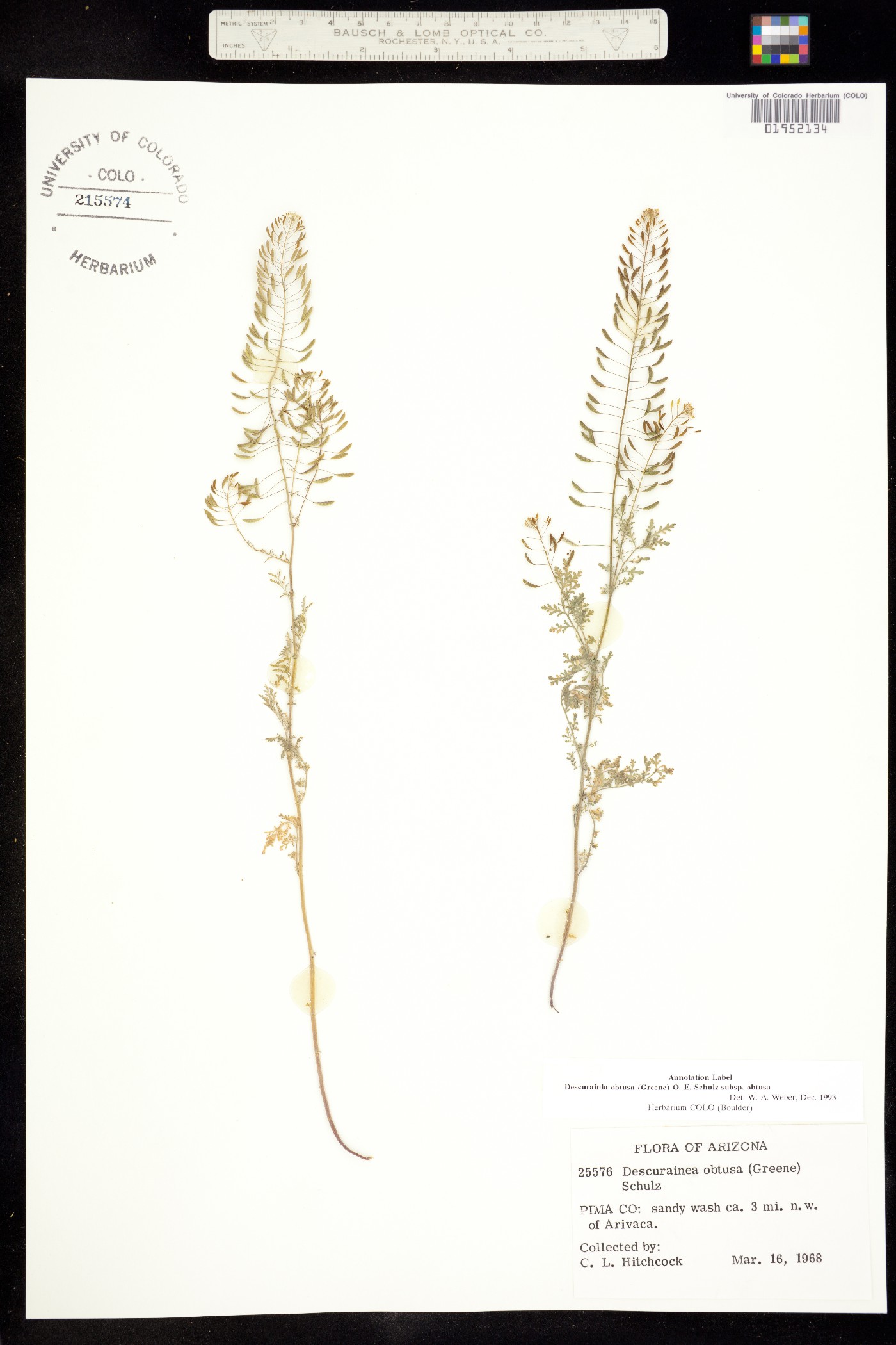 Descurainia obtusa image