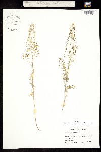 Descurainia obtusa image