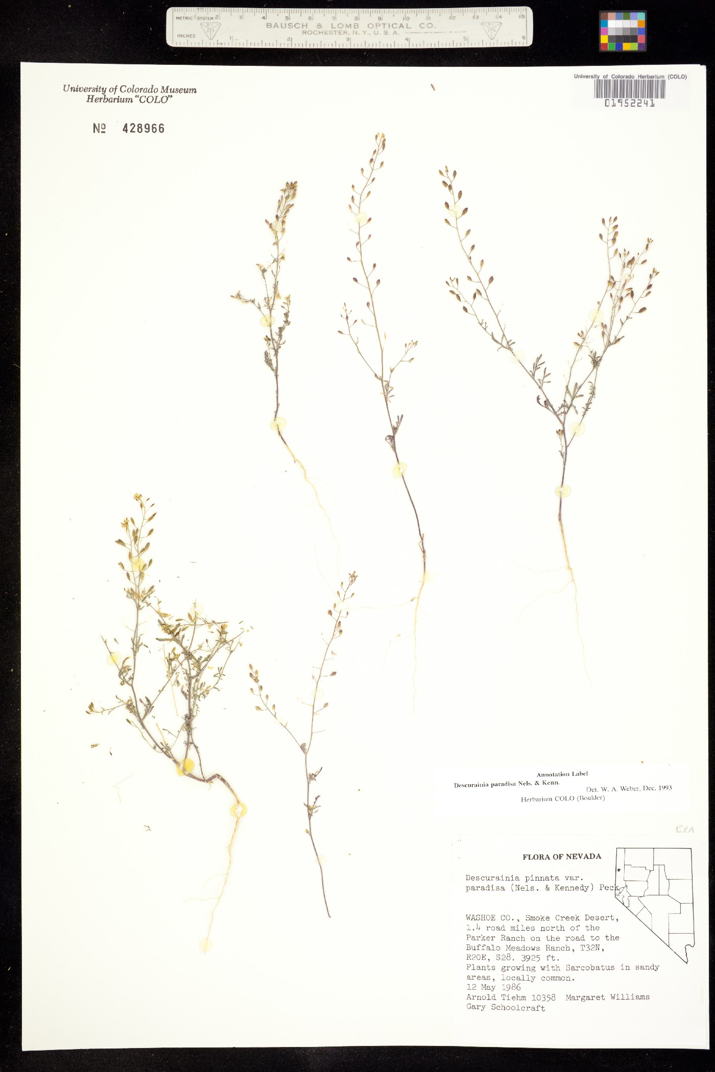 Descurainia paradisa image