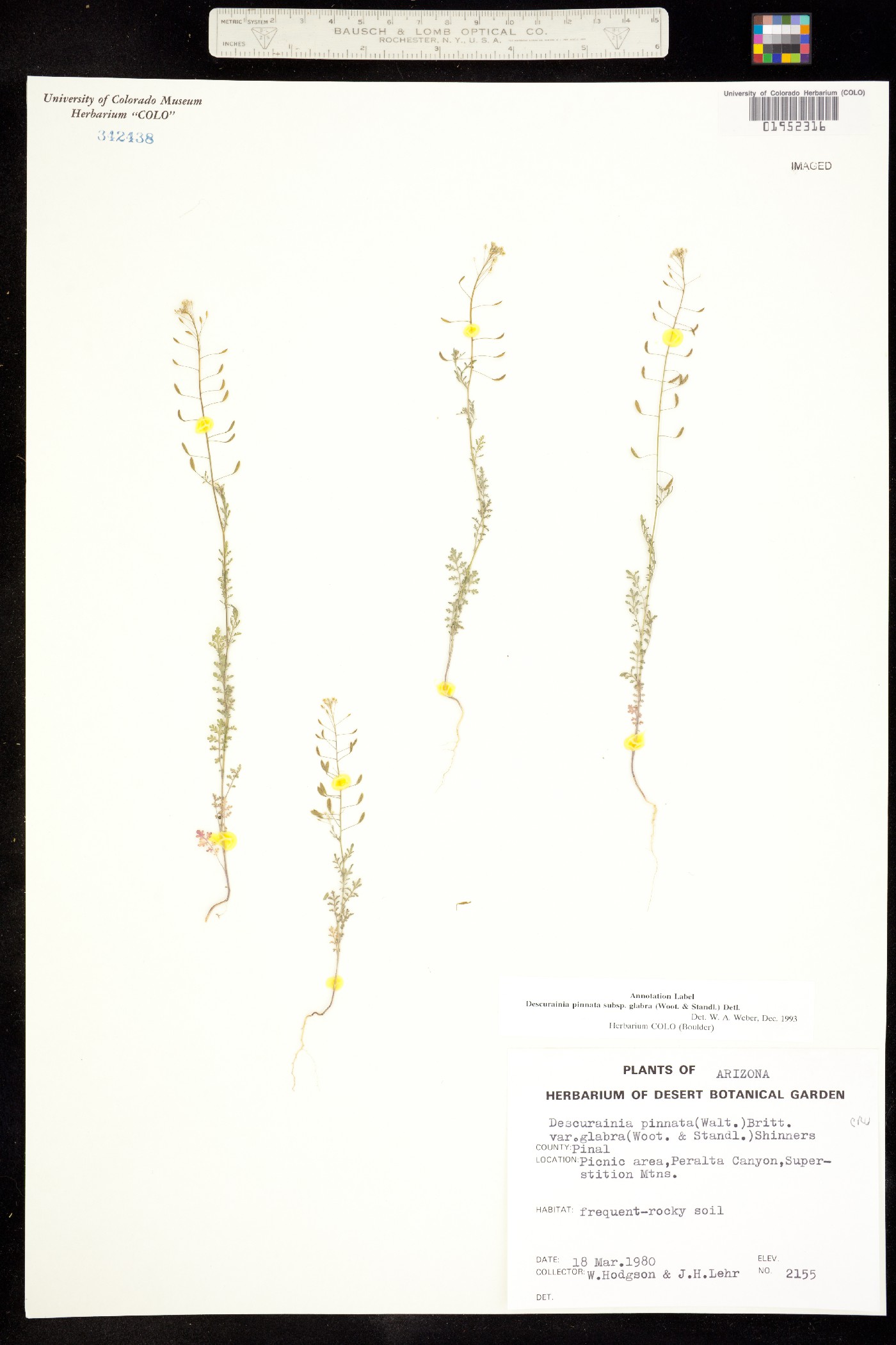 Descurainia pinnata ssp. glabra image