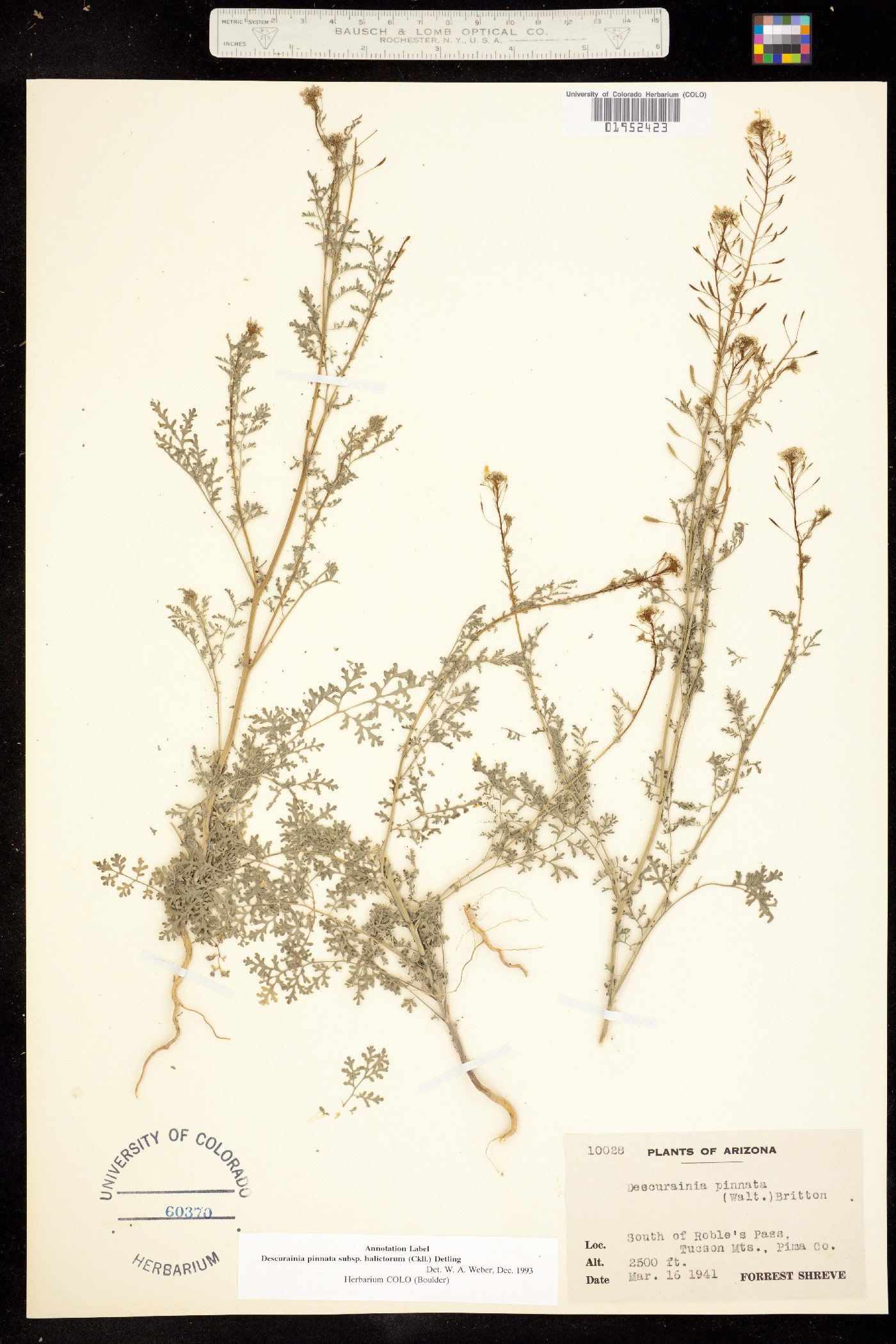 Descurainia pinnata ssp. halictorum image