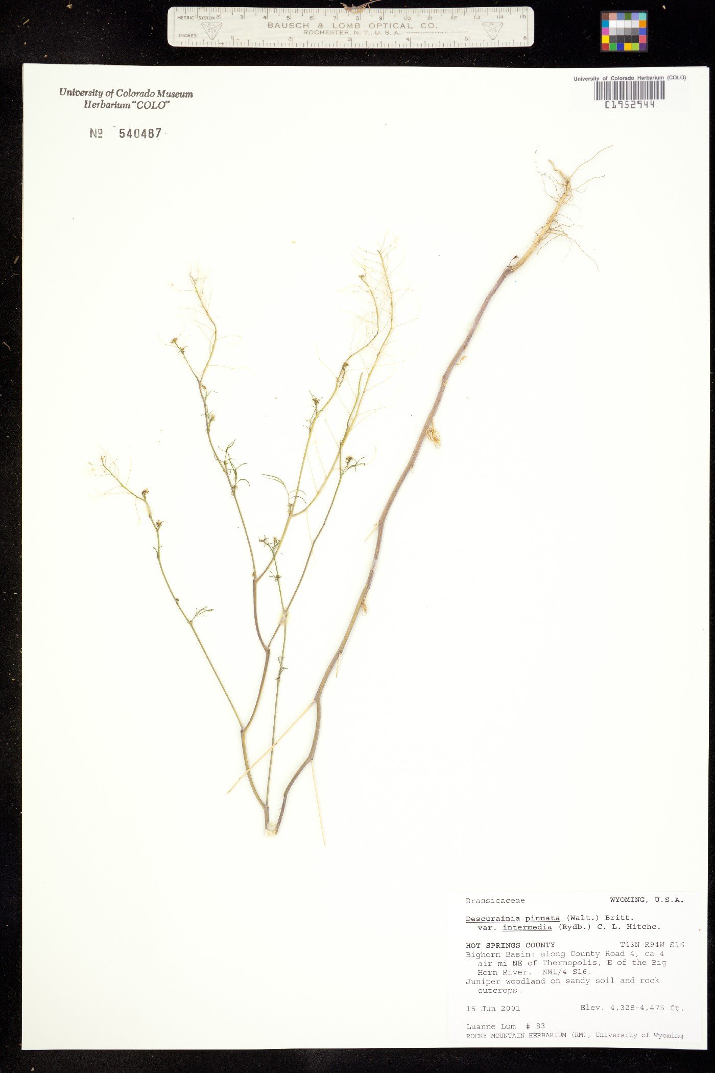 Descurainia pinnata image
