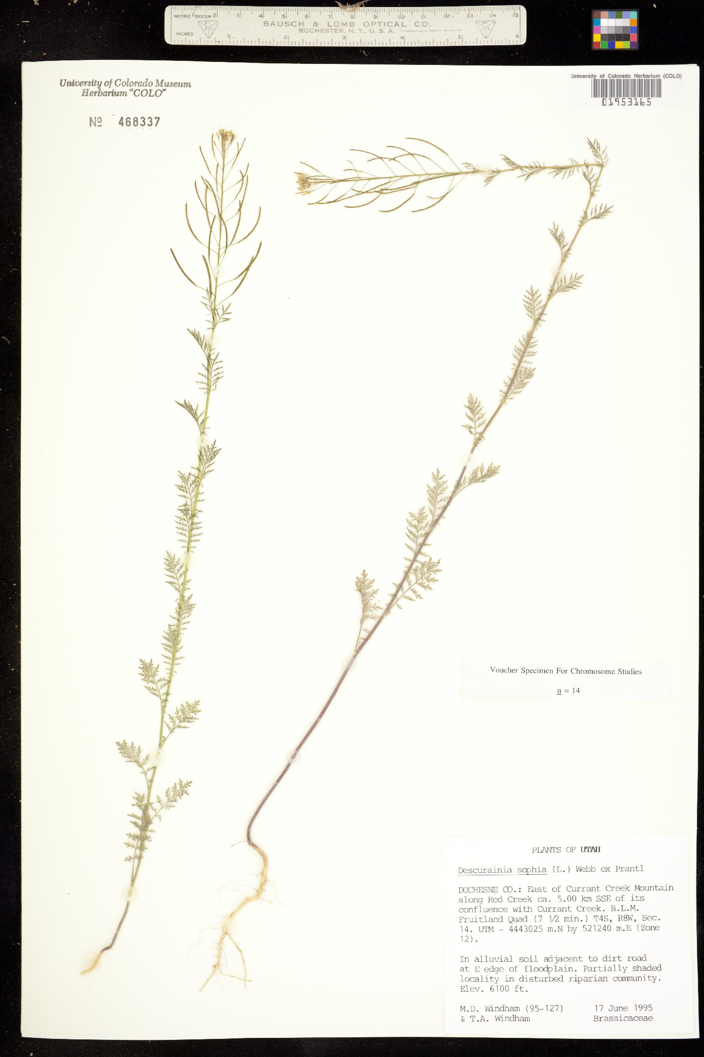 Descurainia image