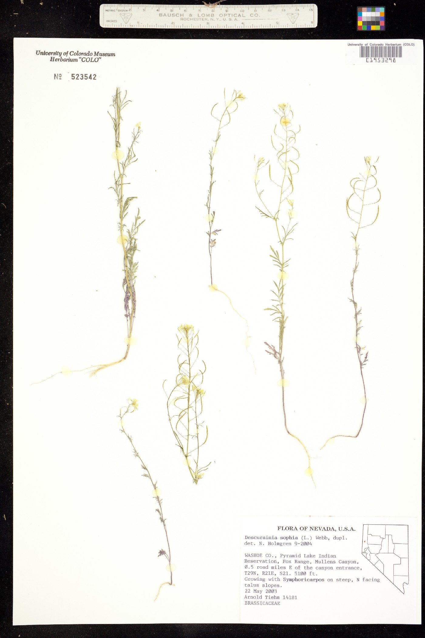 Descurainia image