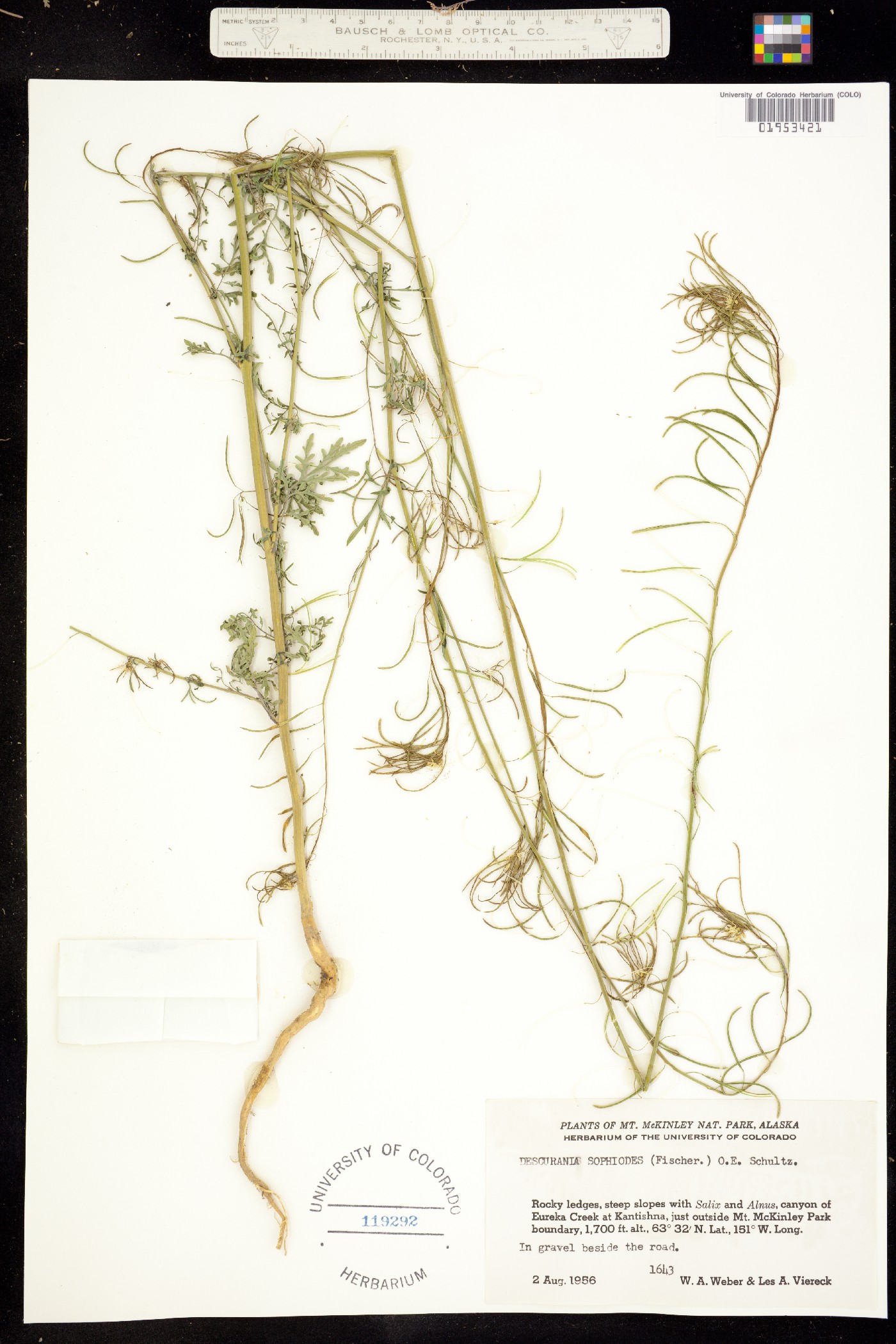 Descurainia sophioides image