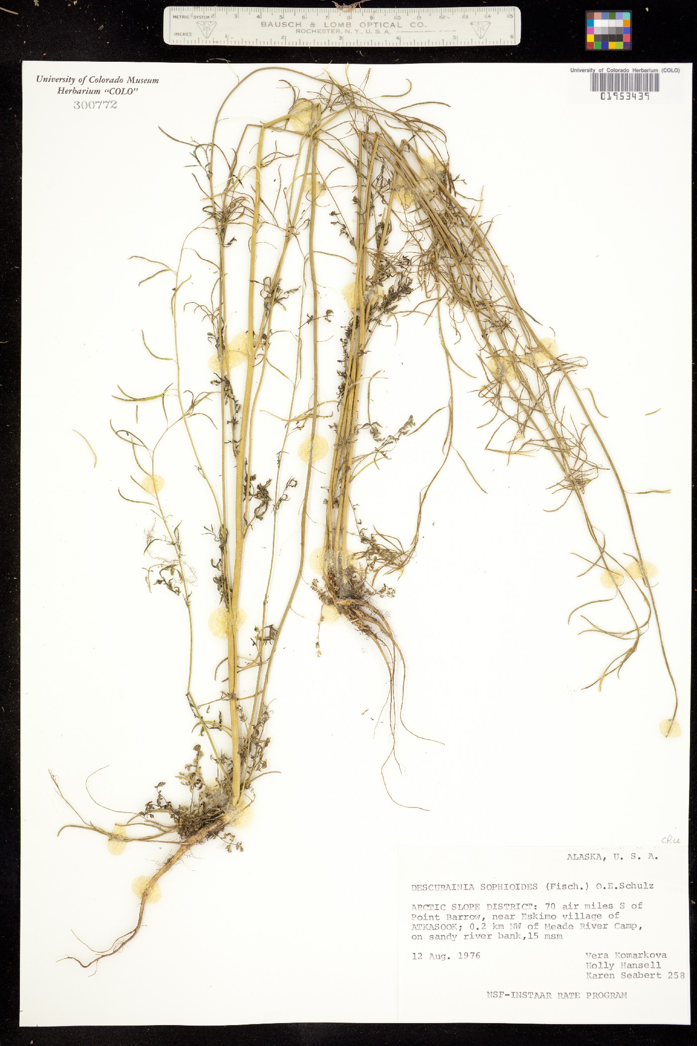 Descurainia sophioides image