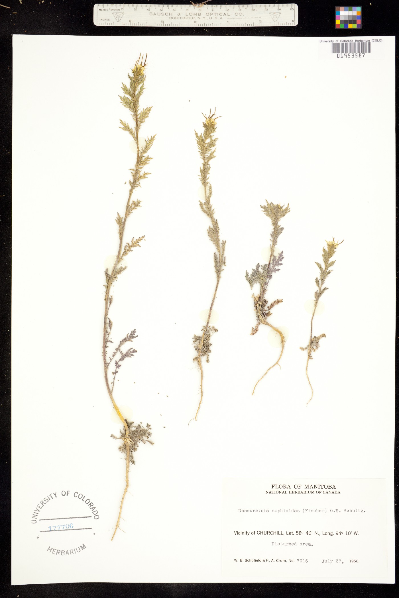 Descurainia sophioides image