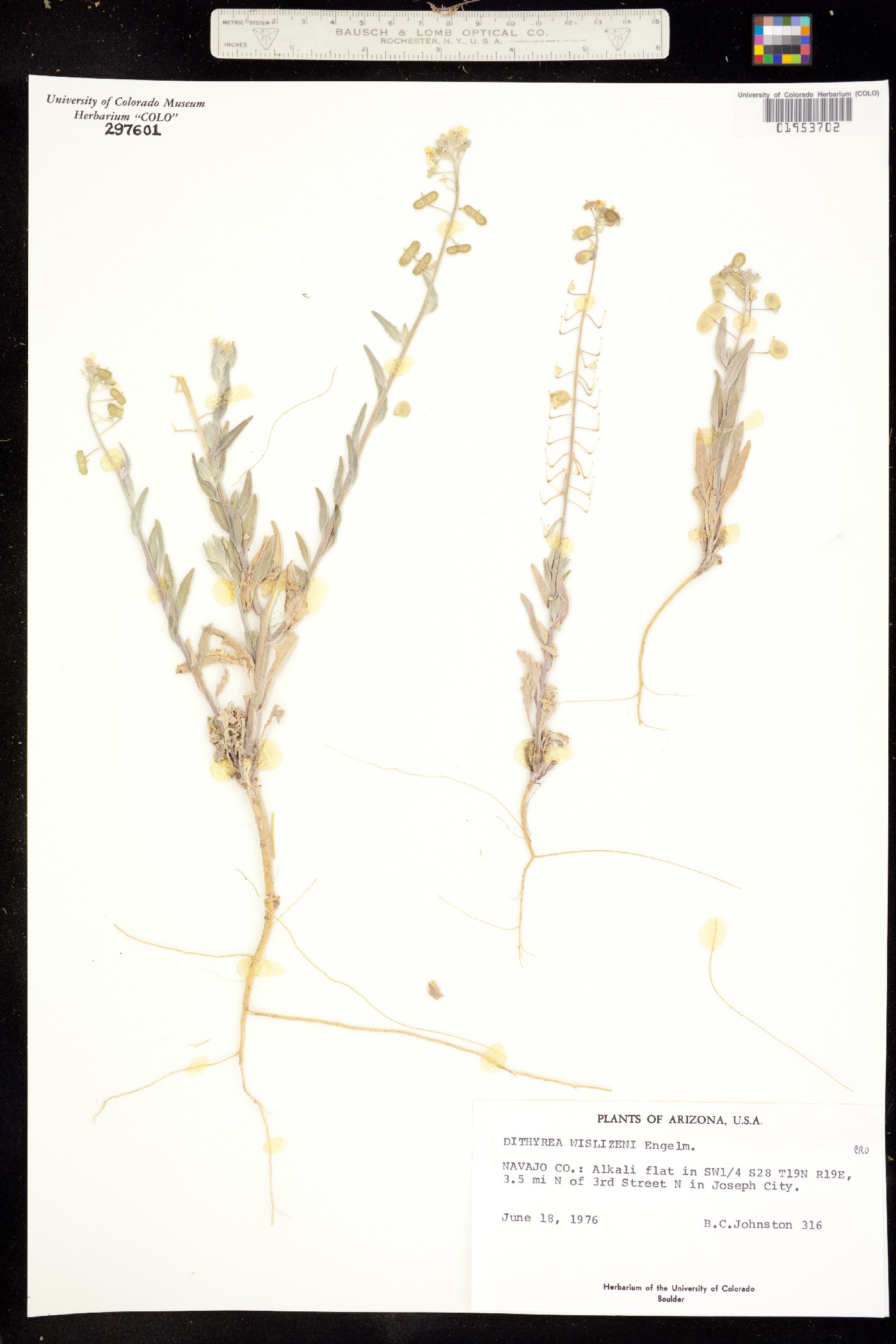 Dimorphocarpa wislizeni image