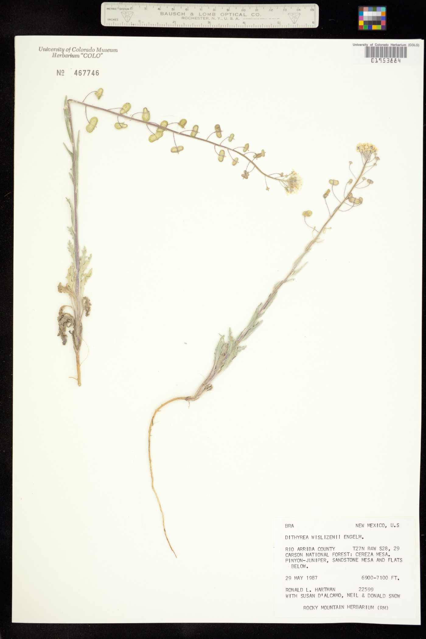 Dimorphocarpa image