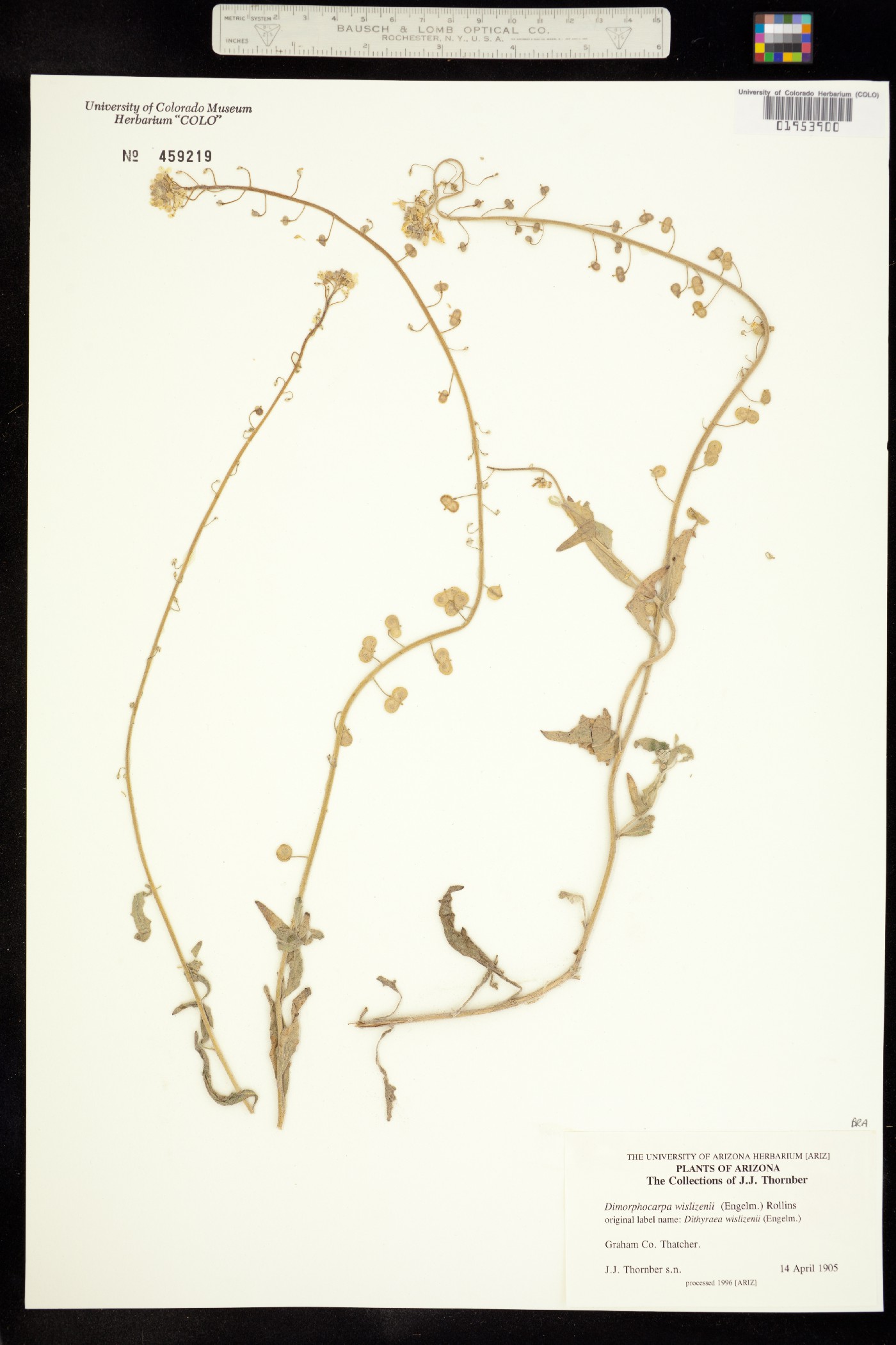 Dimorphocarpa image