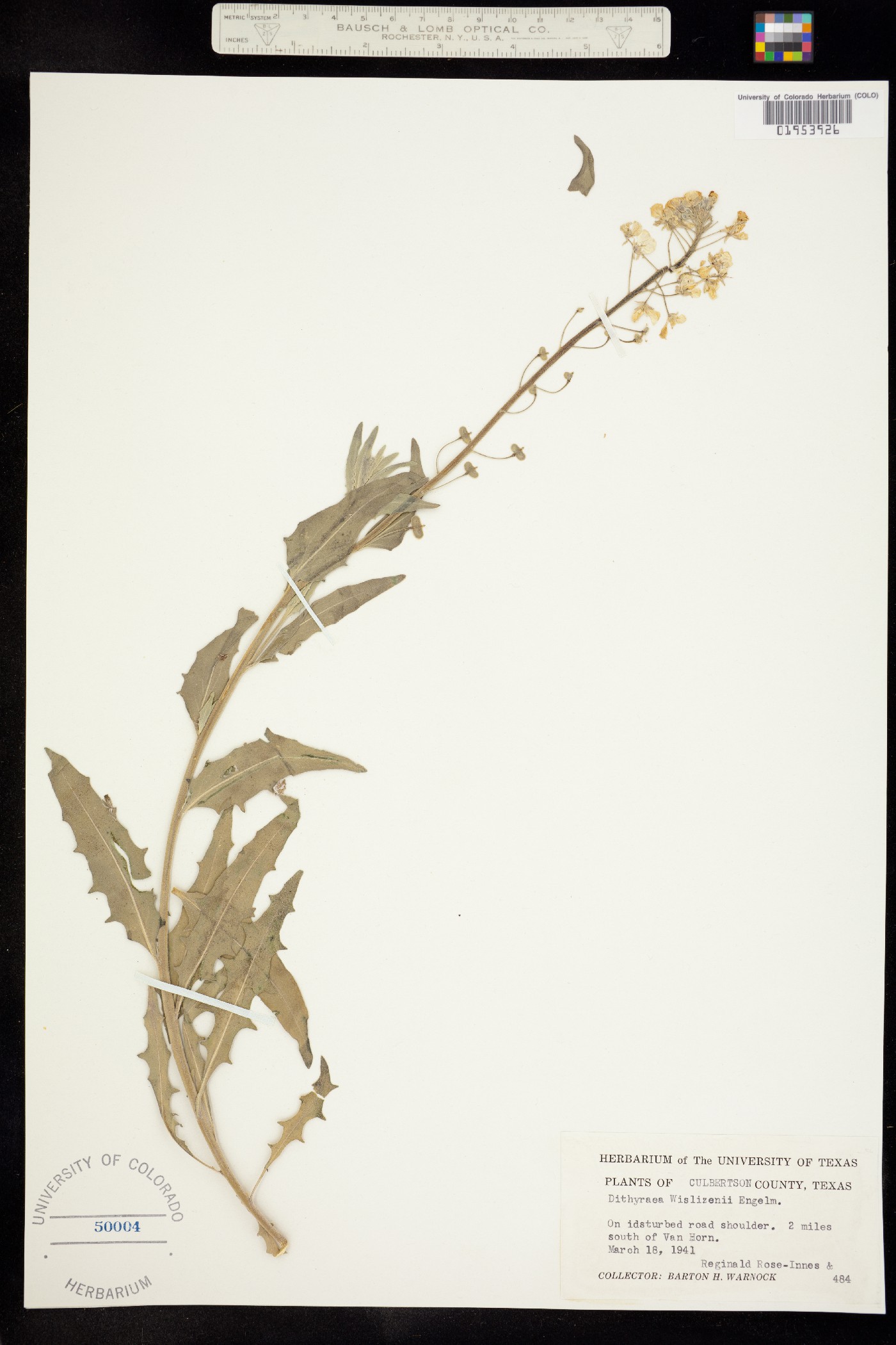 Dimorphocarpa wislizeni image