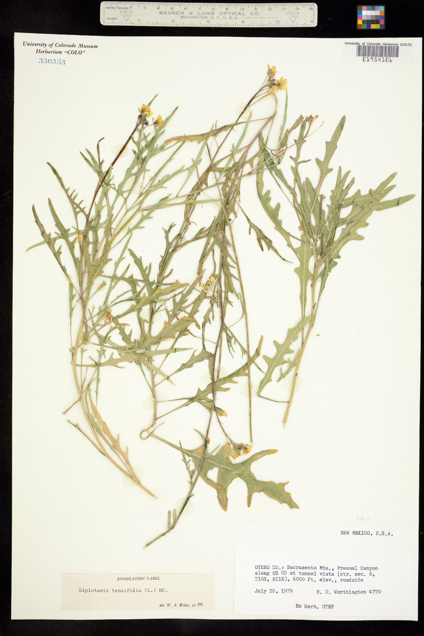 Diplotaxis tenuifolia image