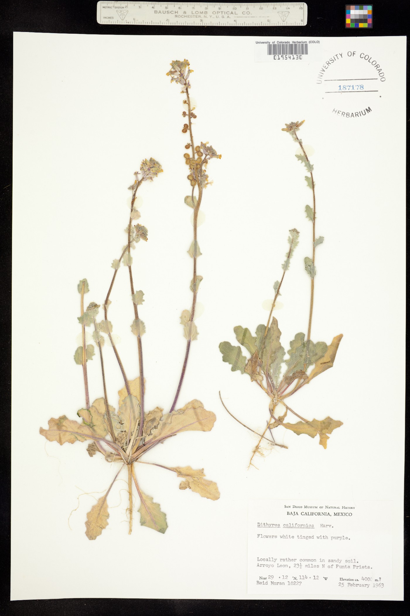 Dithyrea californica image