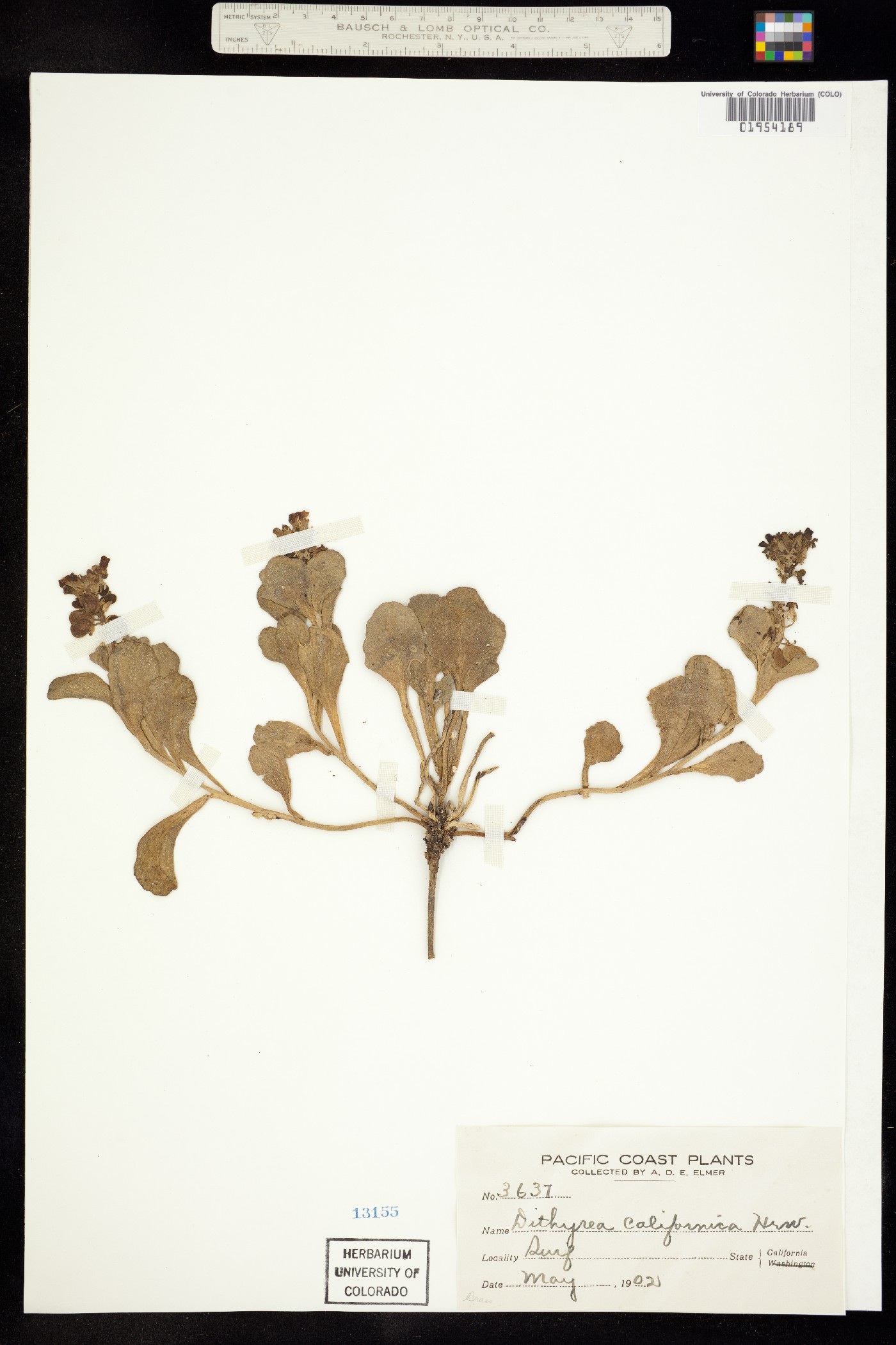 Dithyrea image