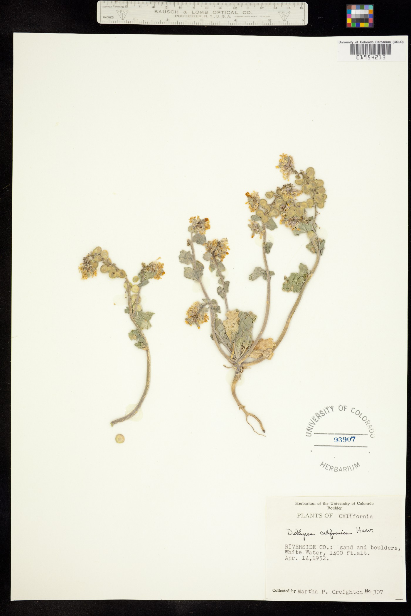 Dithyrea californica image
