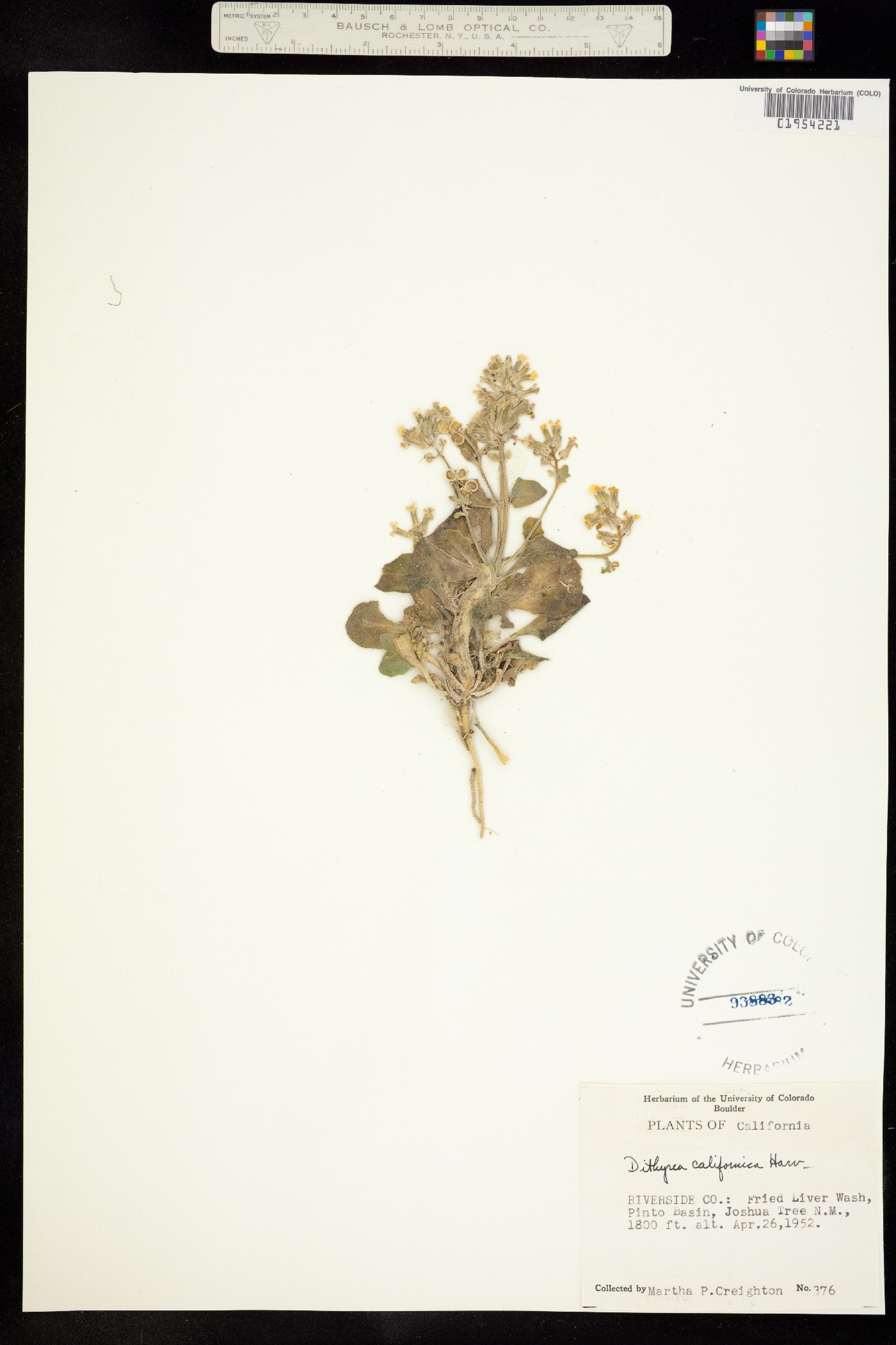 Dithyrea californica image