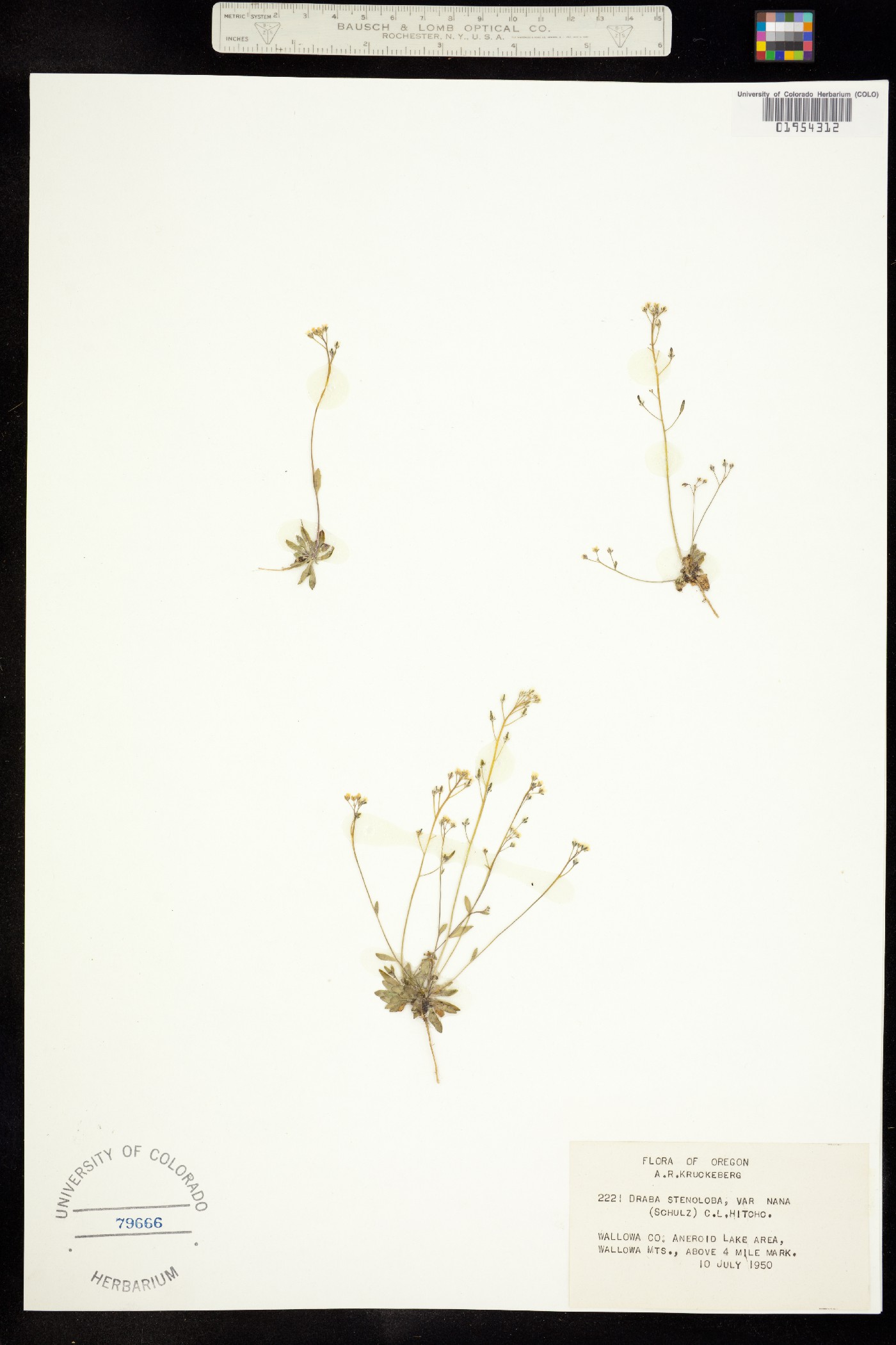 Draba albertina image