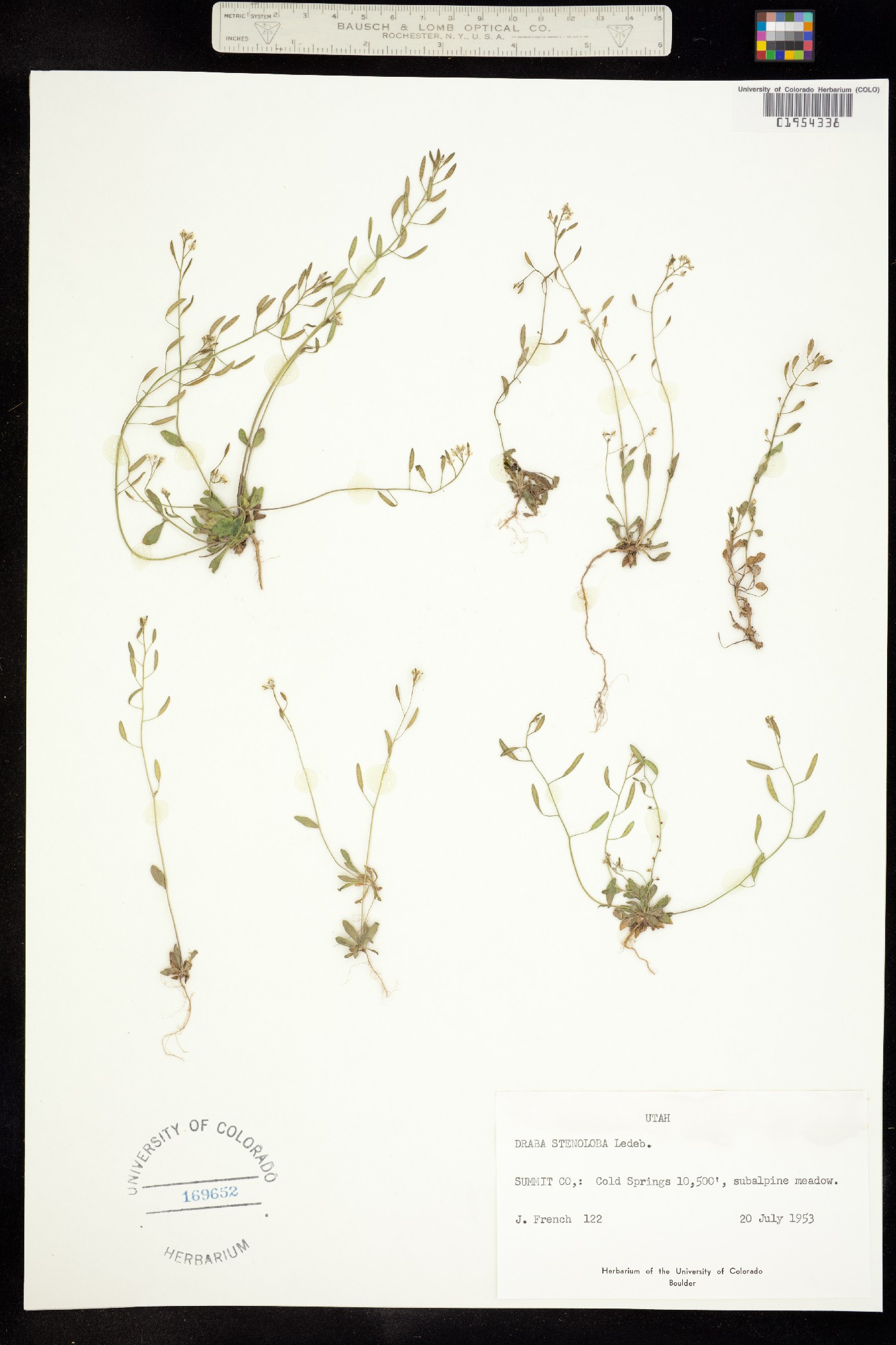 Draba albertina image