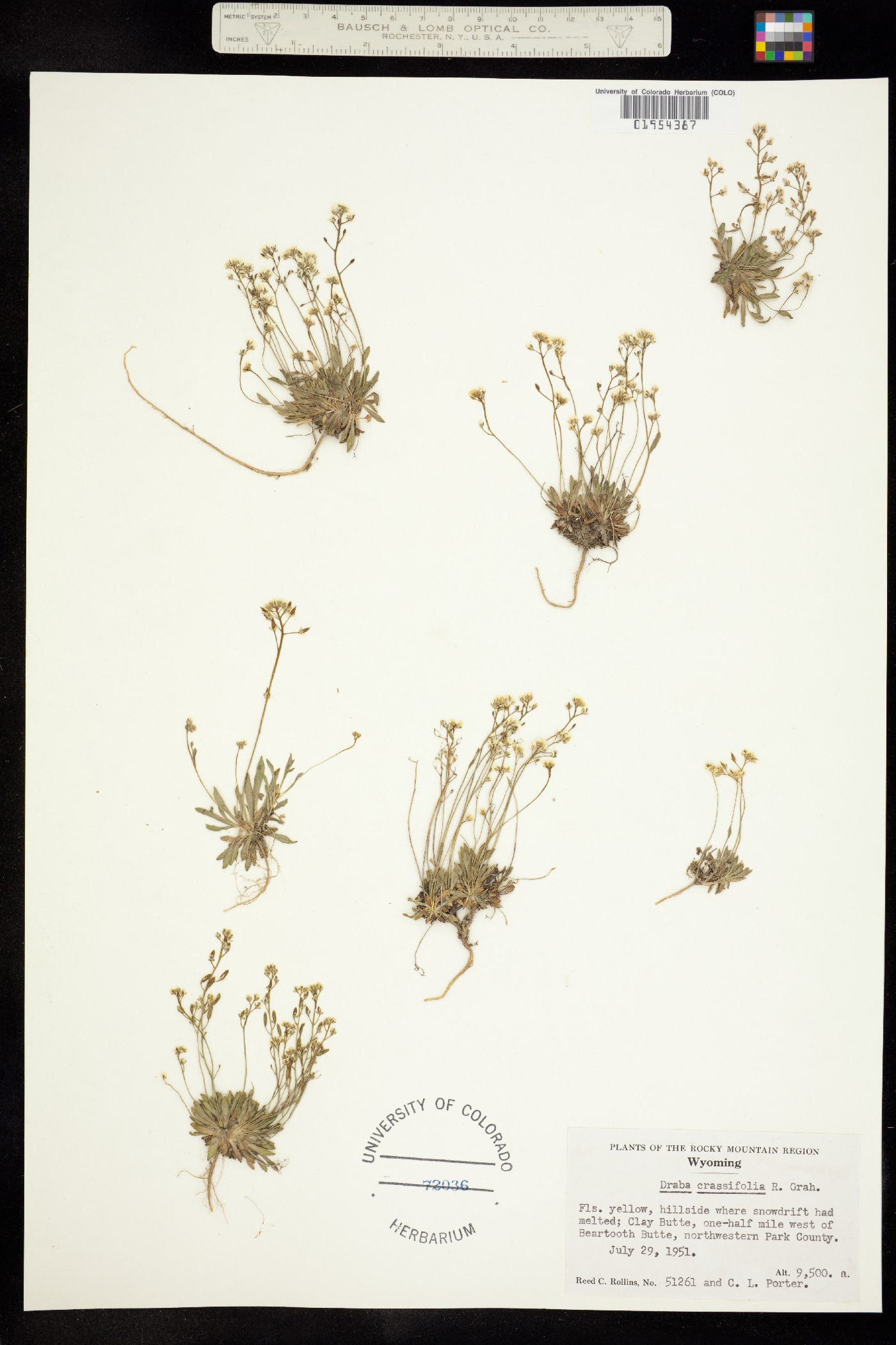 Draba albertina image