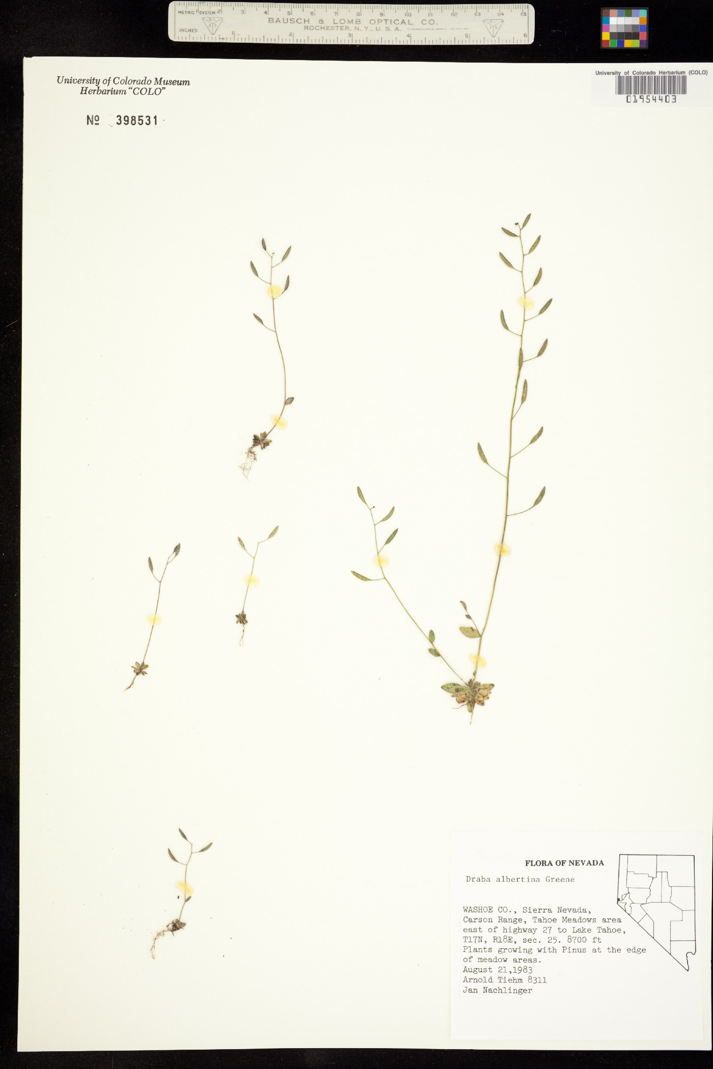 Draba albertina image