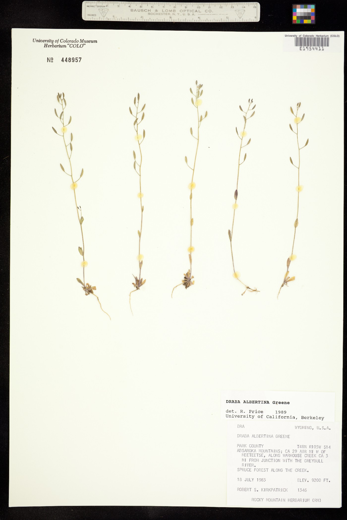 Draba albertina image