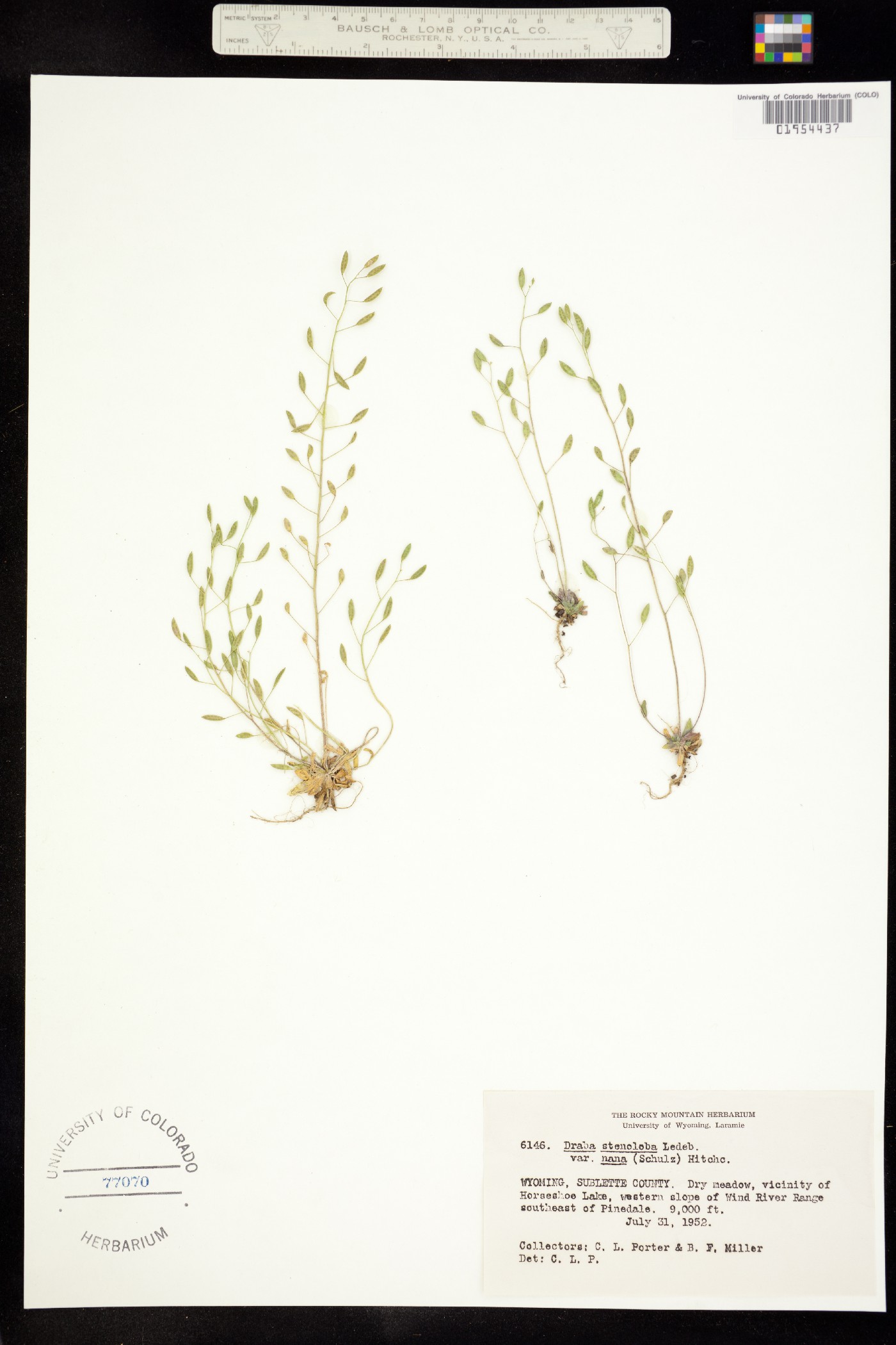Draba albertina image