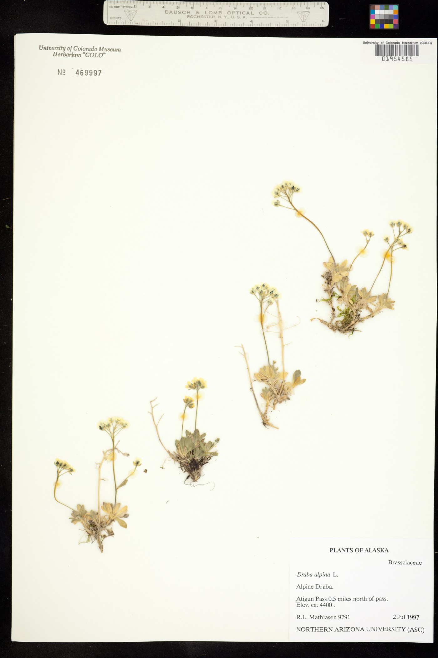 Draba alpina image