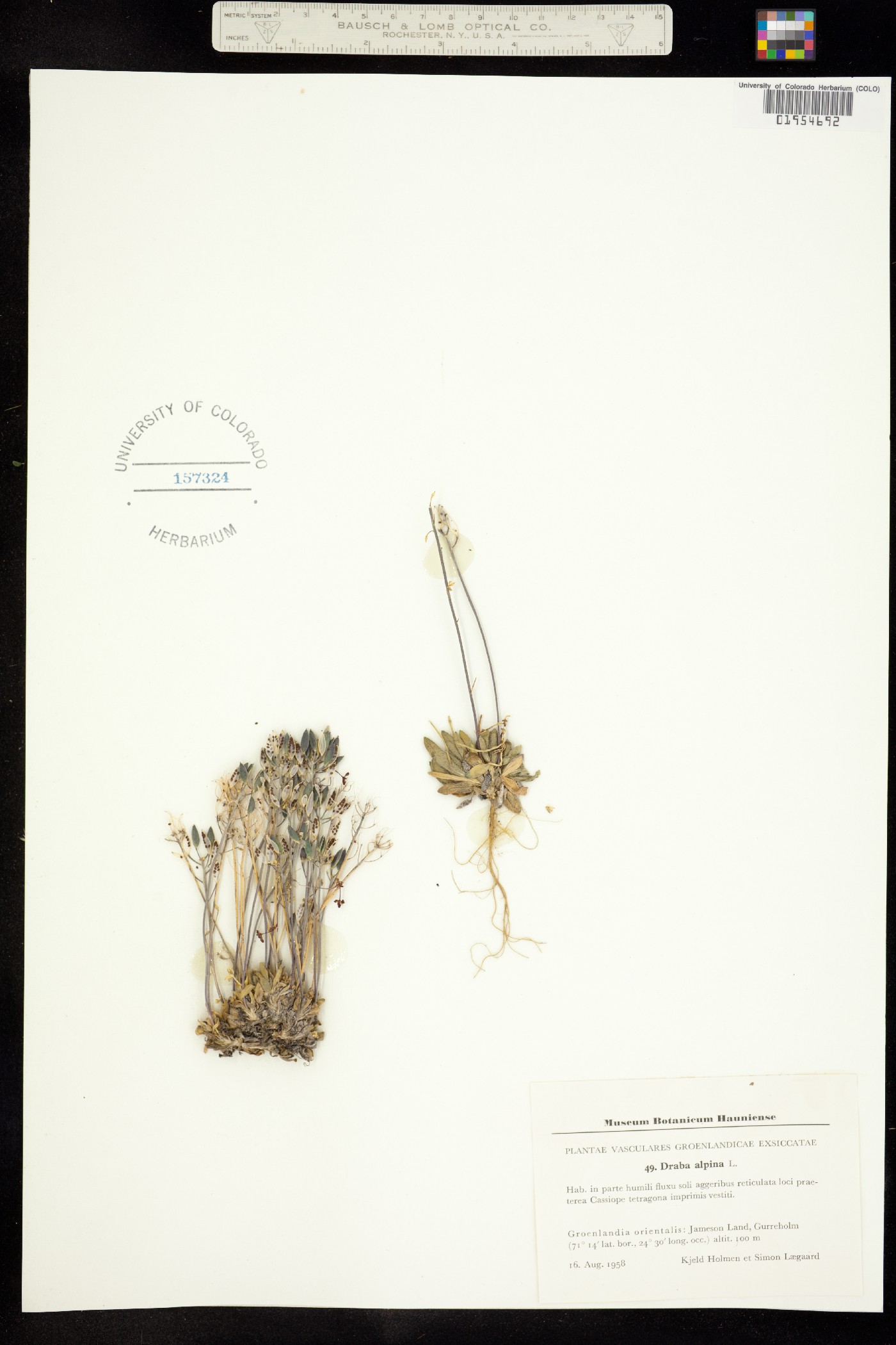 Draba alpina image