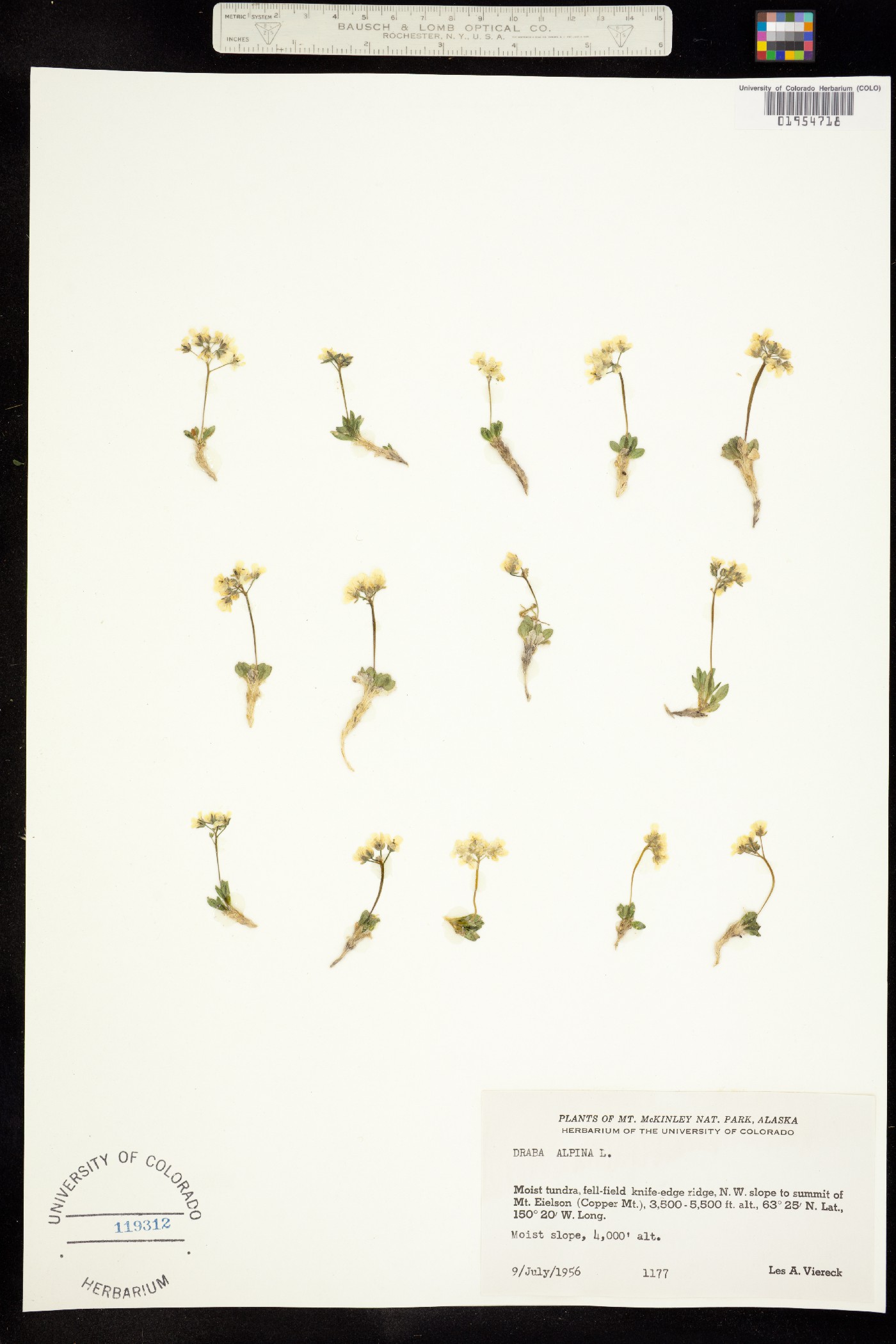 Draba alpina image