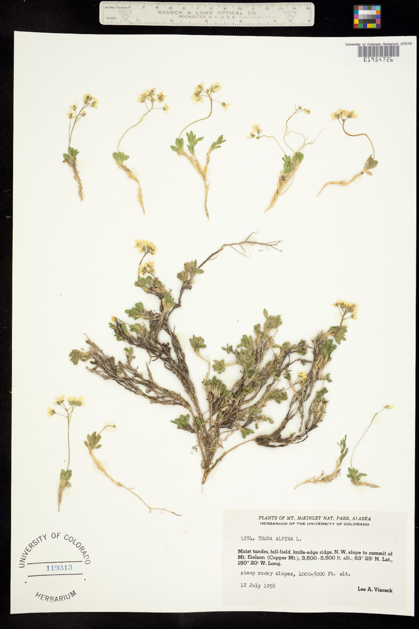 Draba alpina image