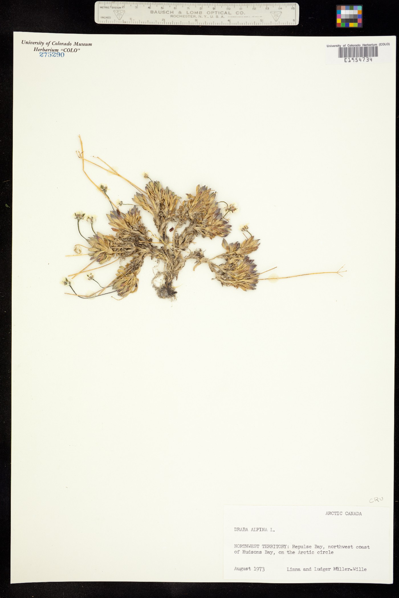 Draba alpina image