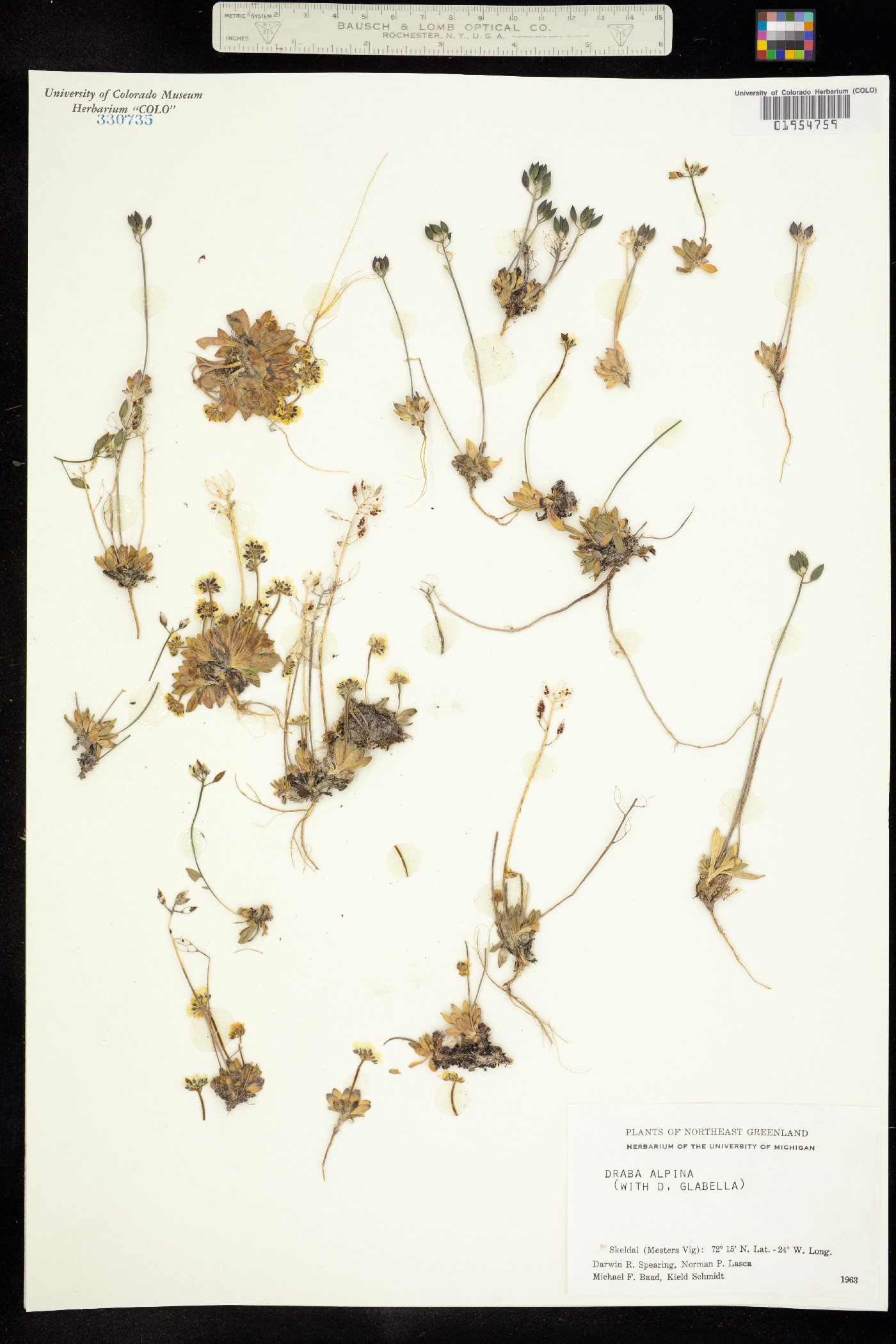 Draba alpina image