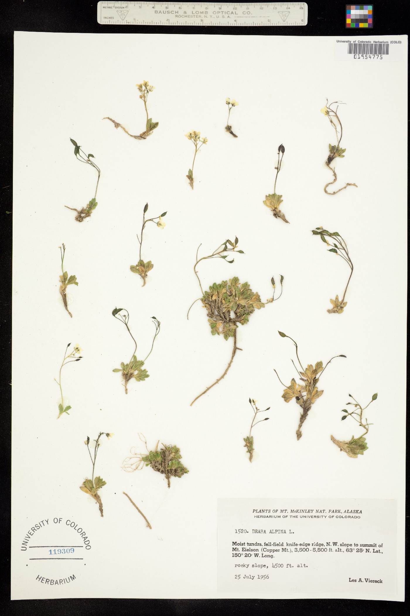 Draba alpina image