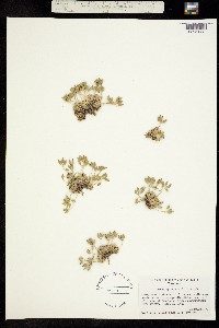 Draba apiculata image