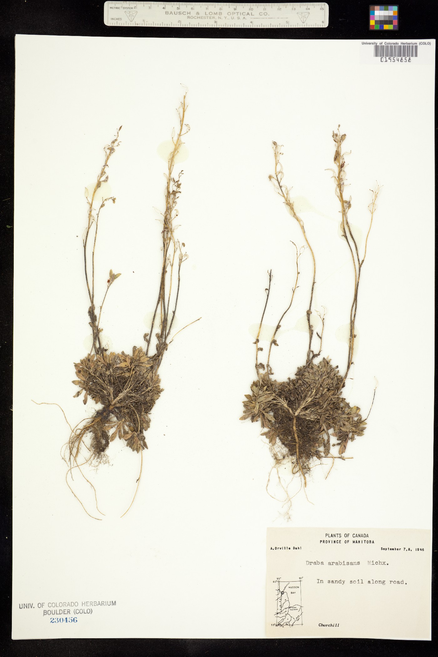 Draba arabisans image