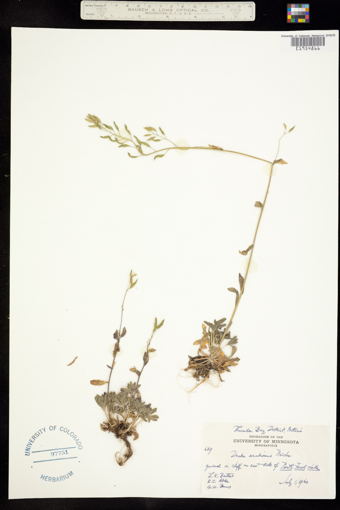 Draba arabisans image