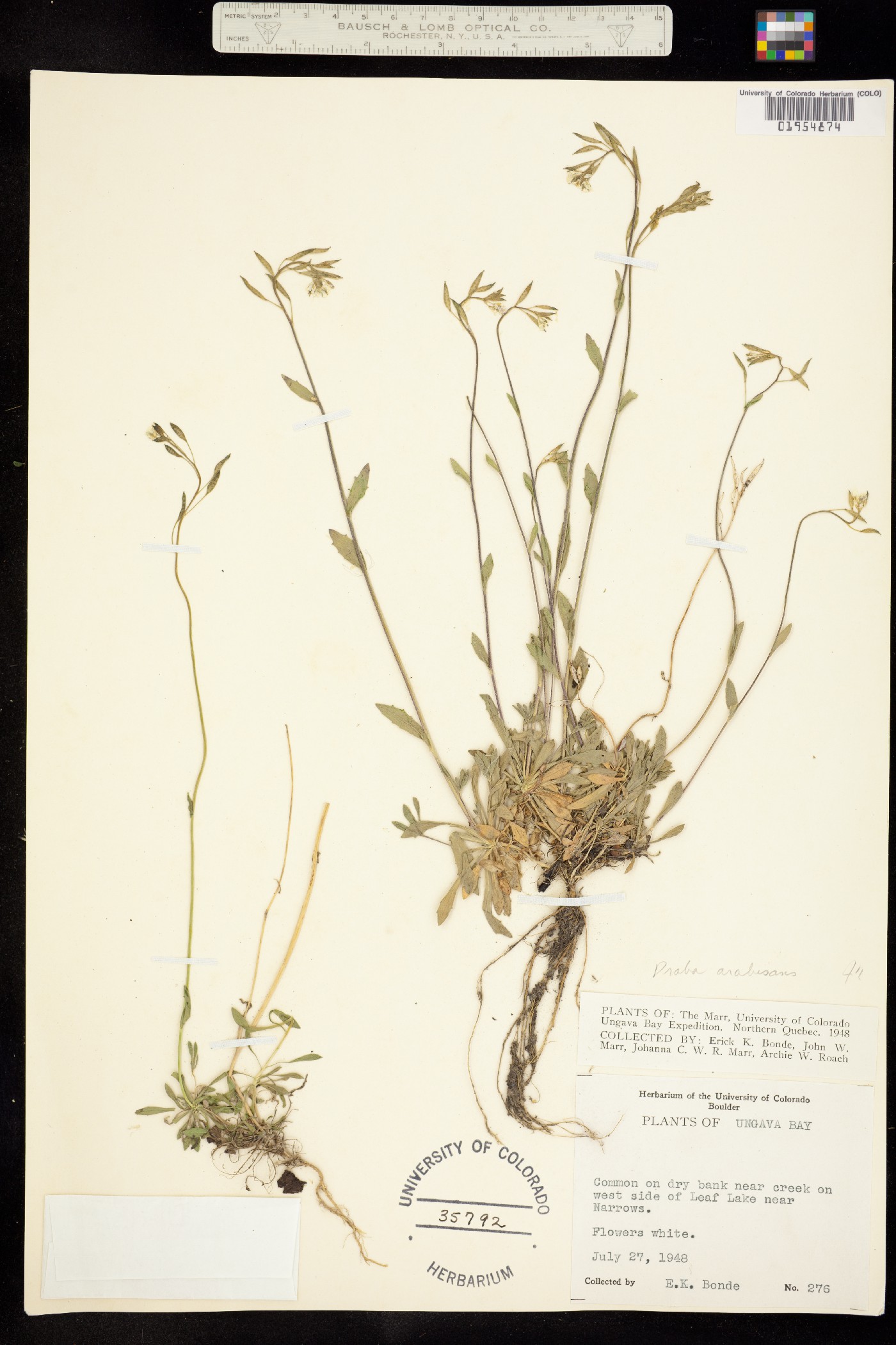 Draba arabisans image