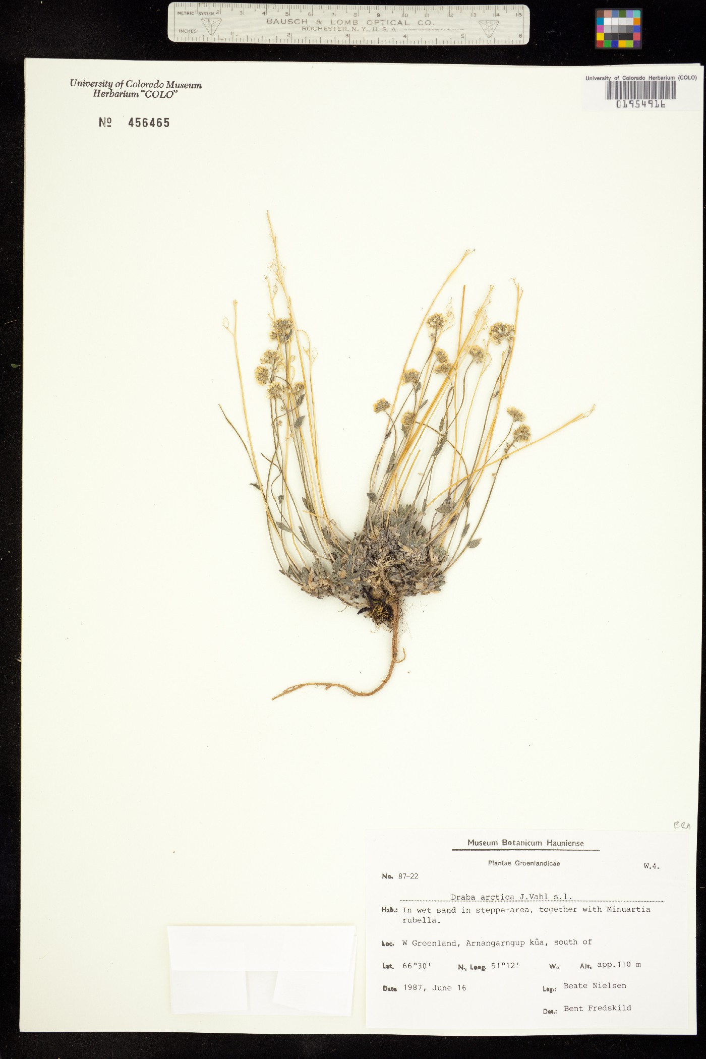 Draba arctica image