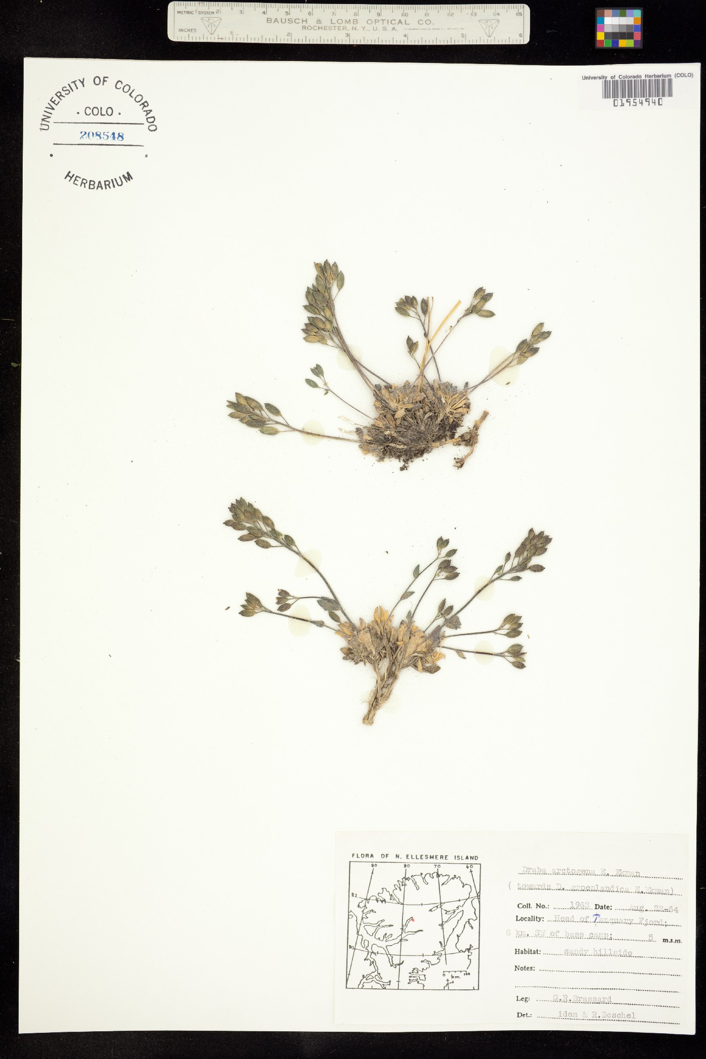 Draba arctogena image