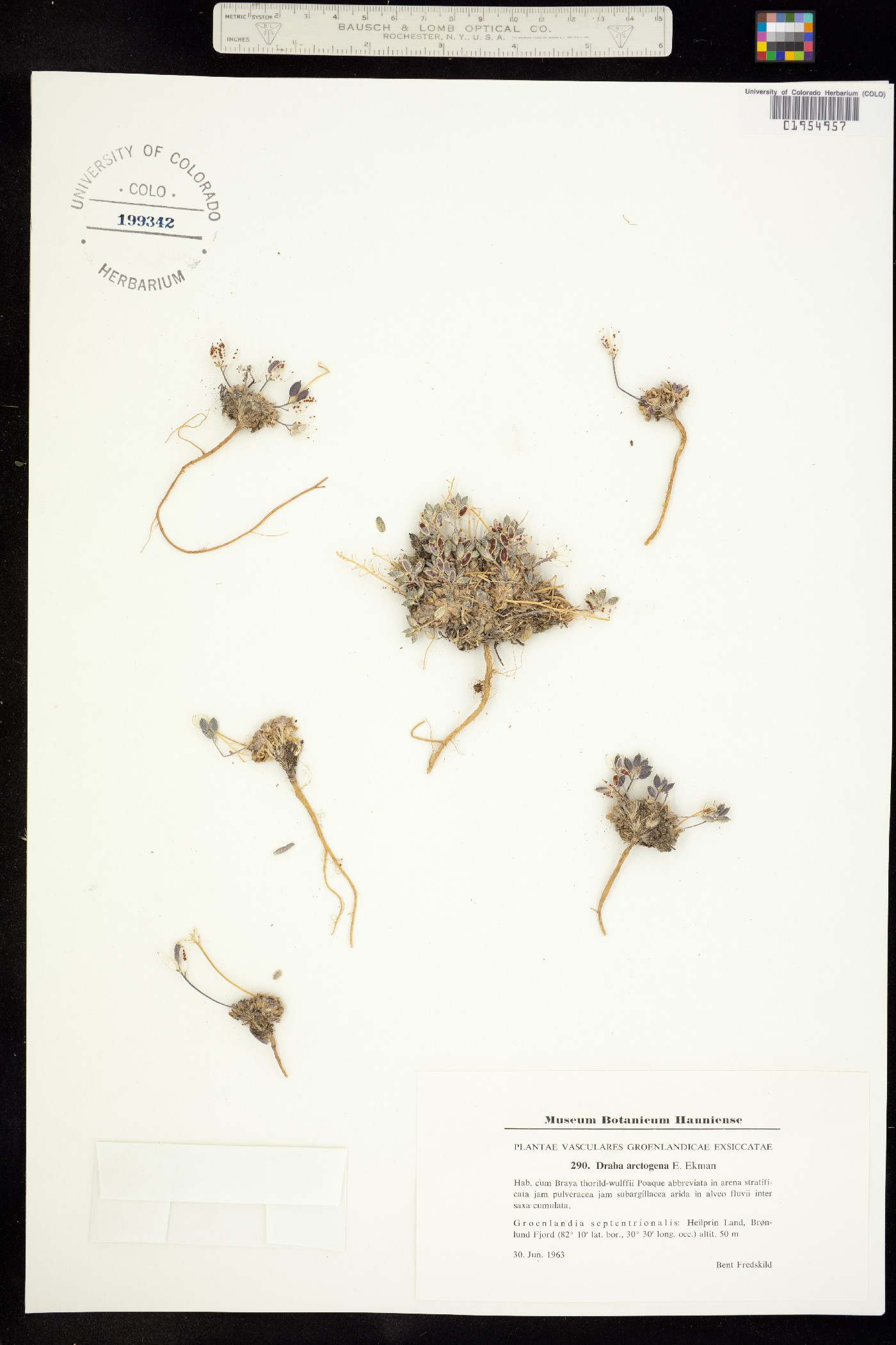 Draba arctogena image