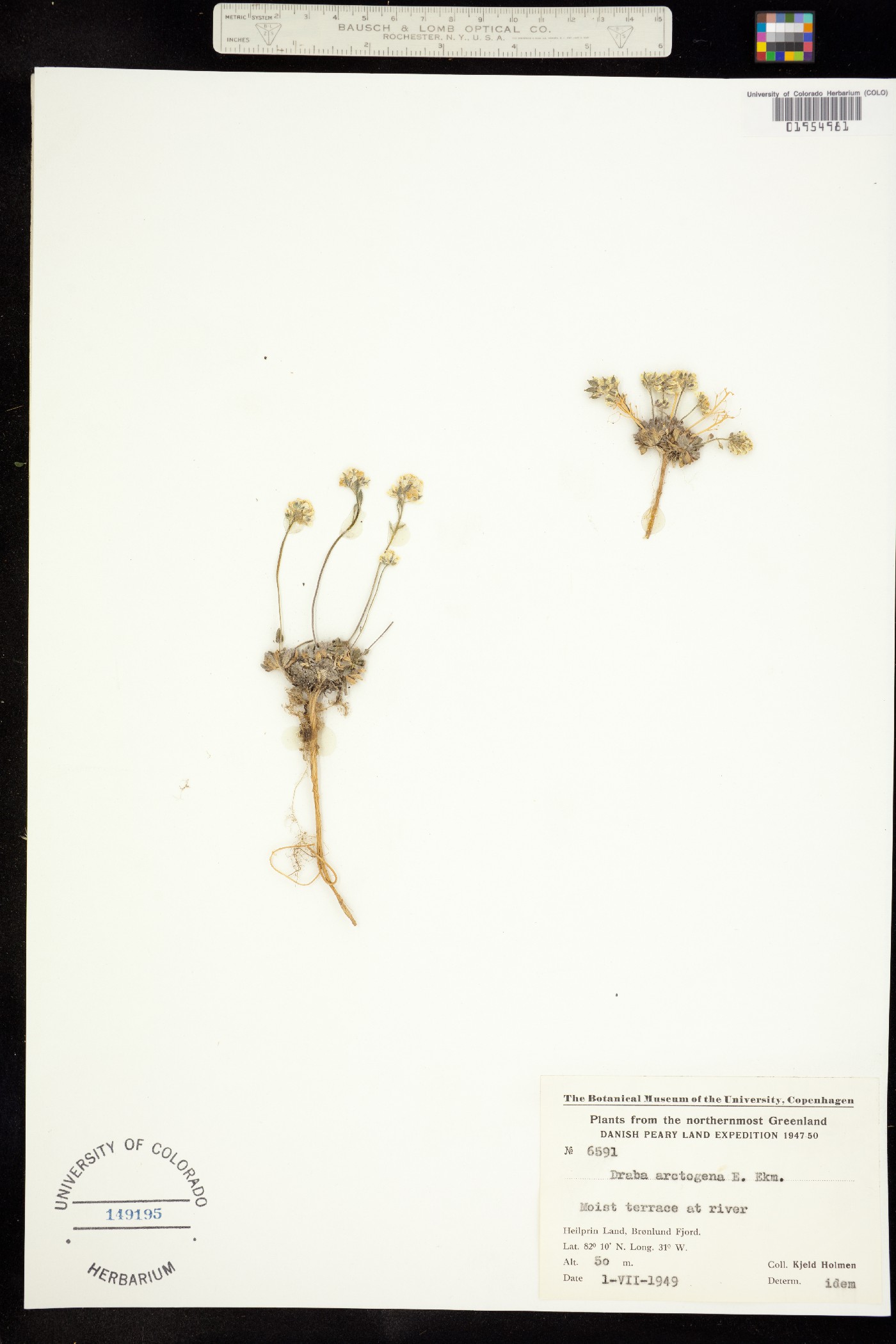 Draba arctogena image